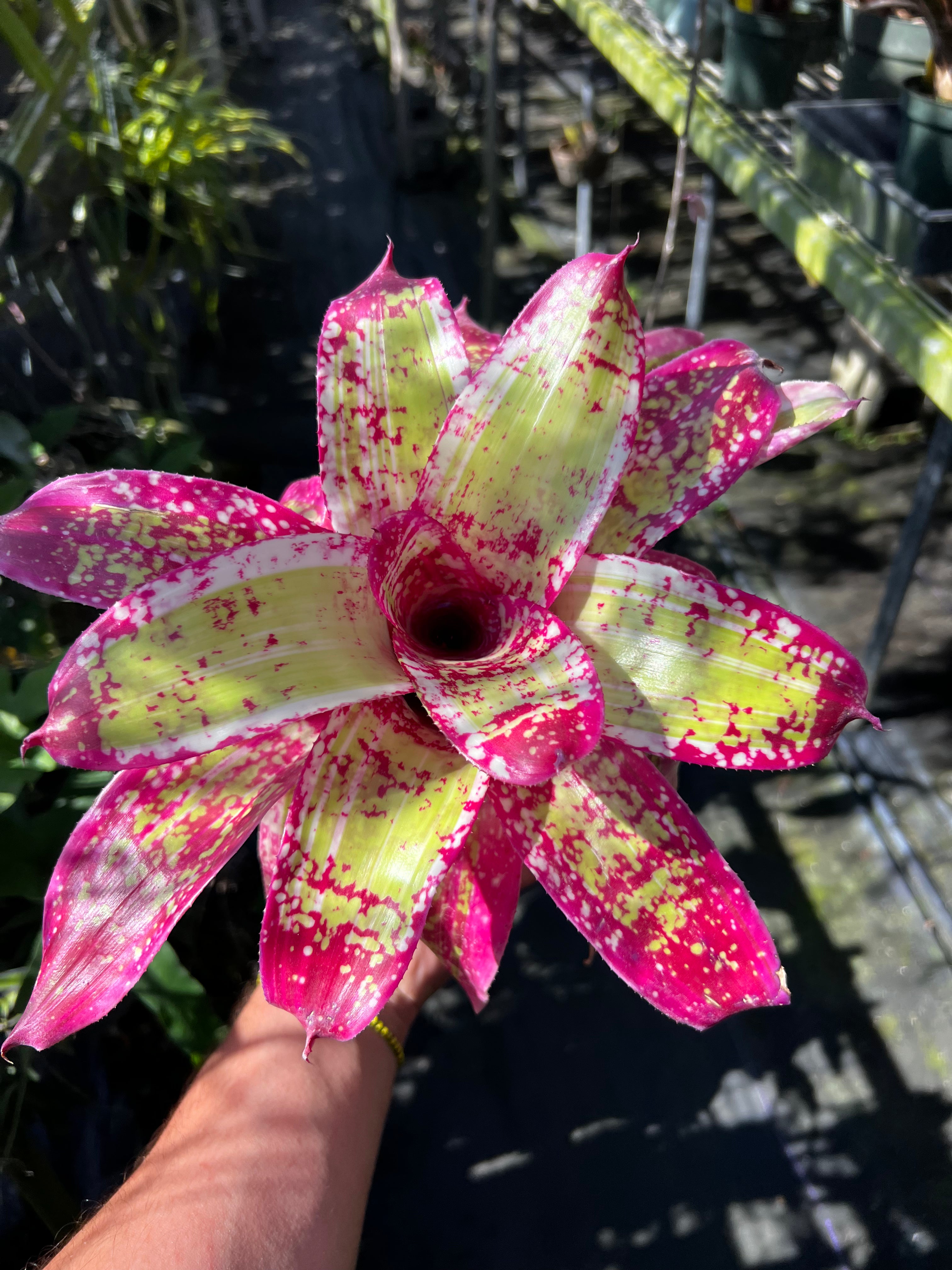 Neoregelia Highly Flammable “Skotak” NEW 2026 RELEASE !!