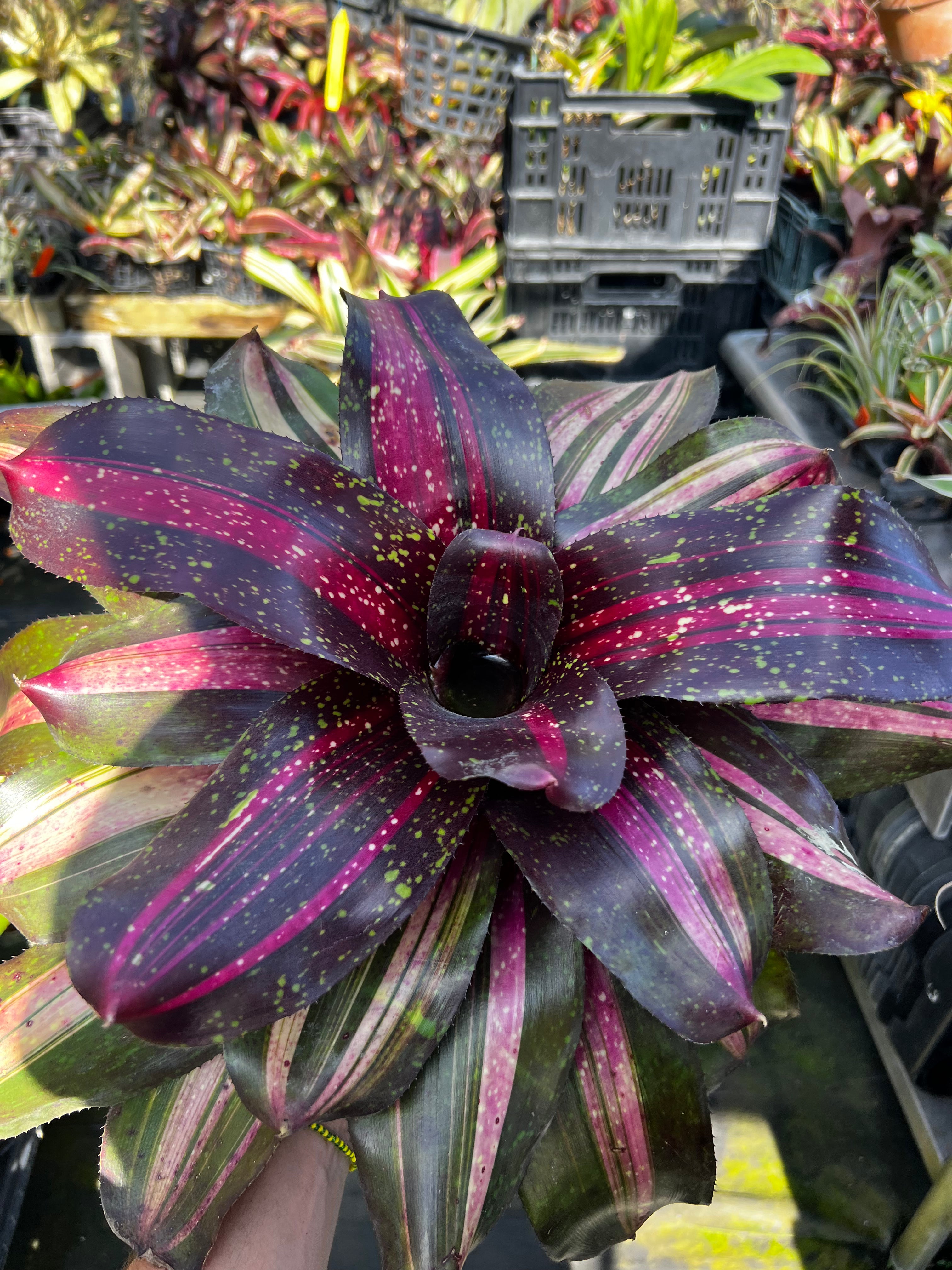 Neoregelia Whiz Bang “Skotak”