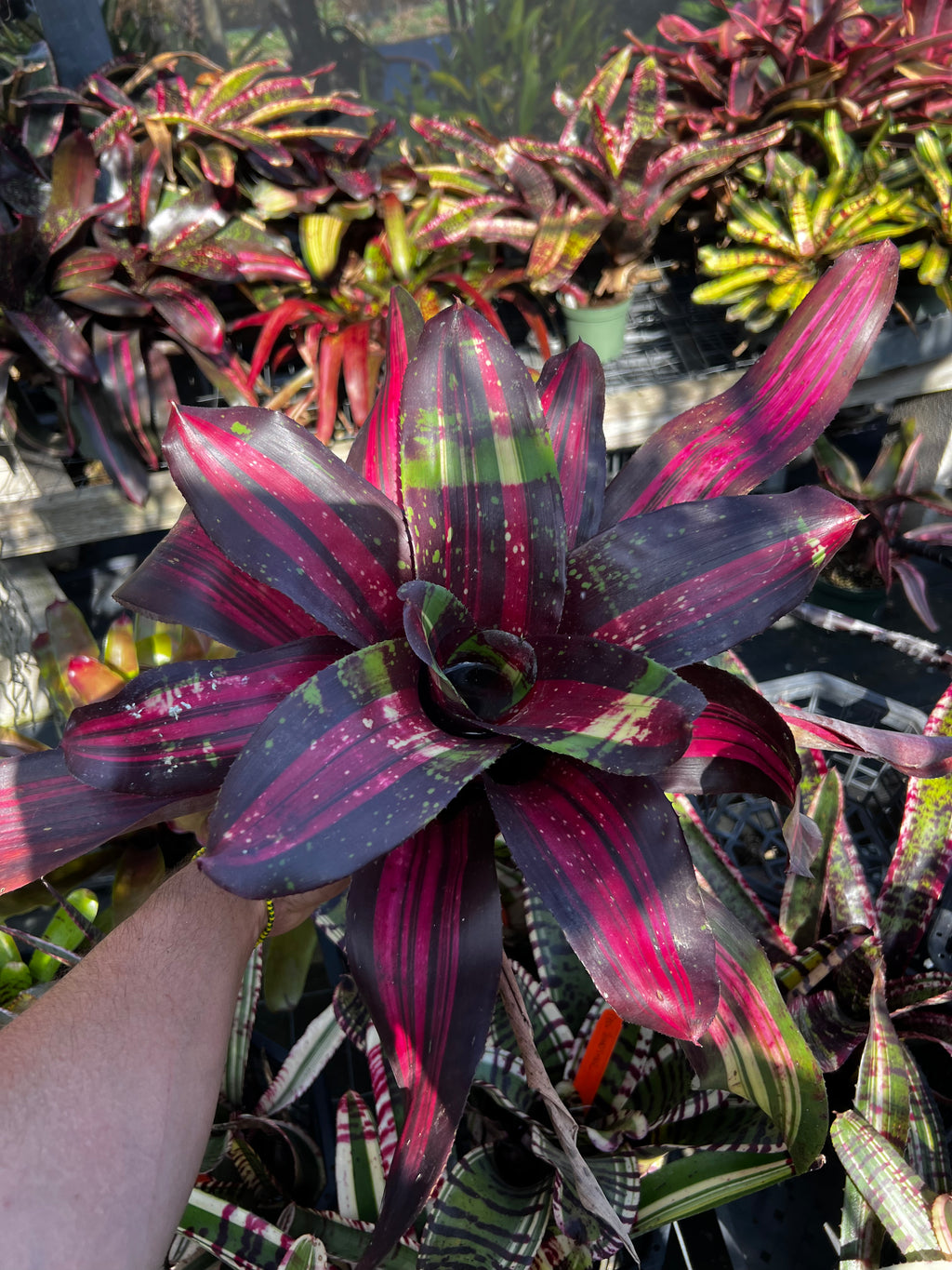 Neoregelia Fire Bomb “Skotak”