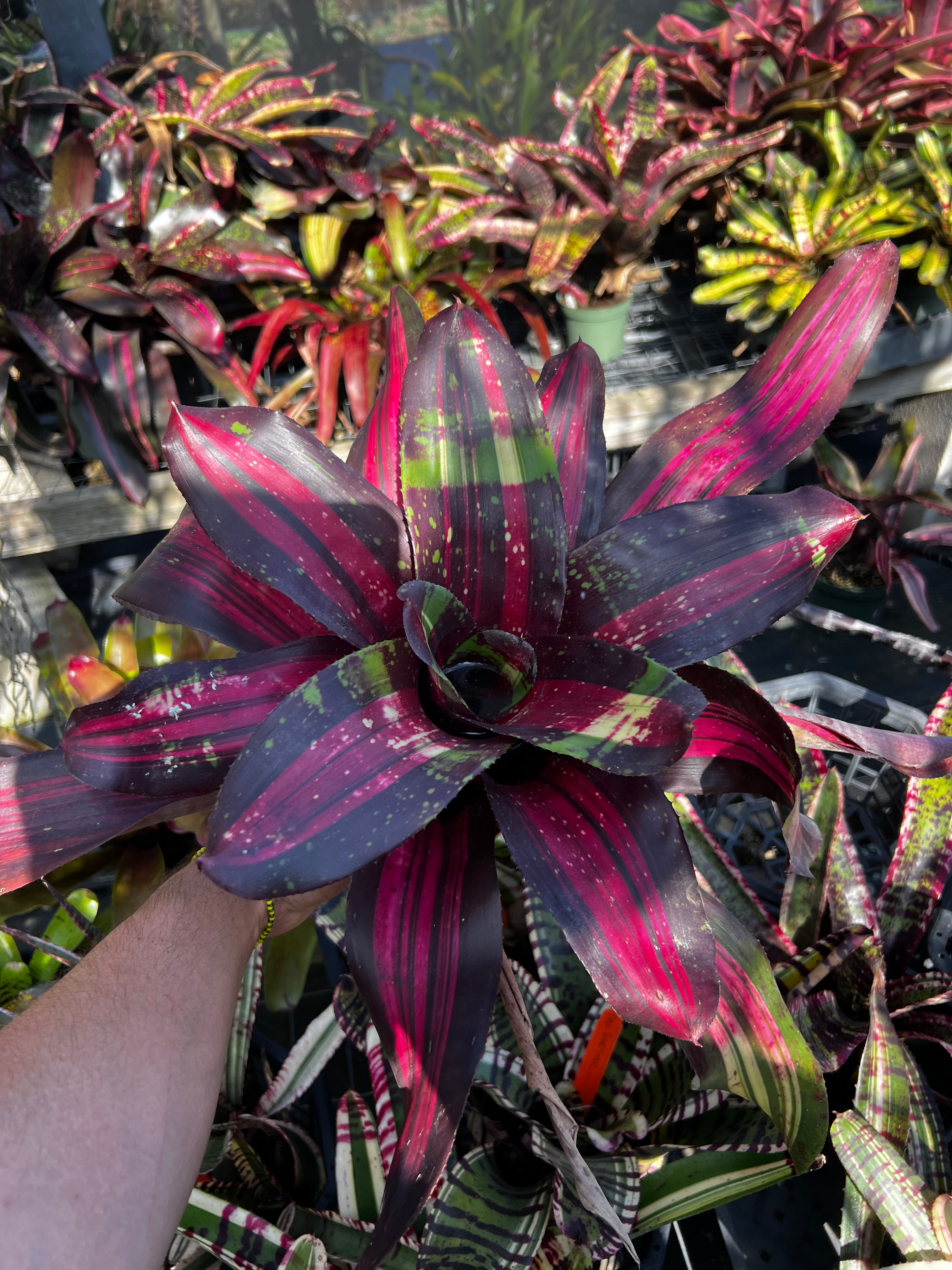 Neoregelia Fire Bomb “Skotak”