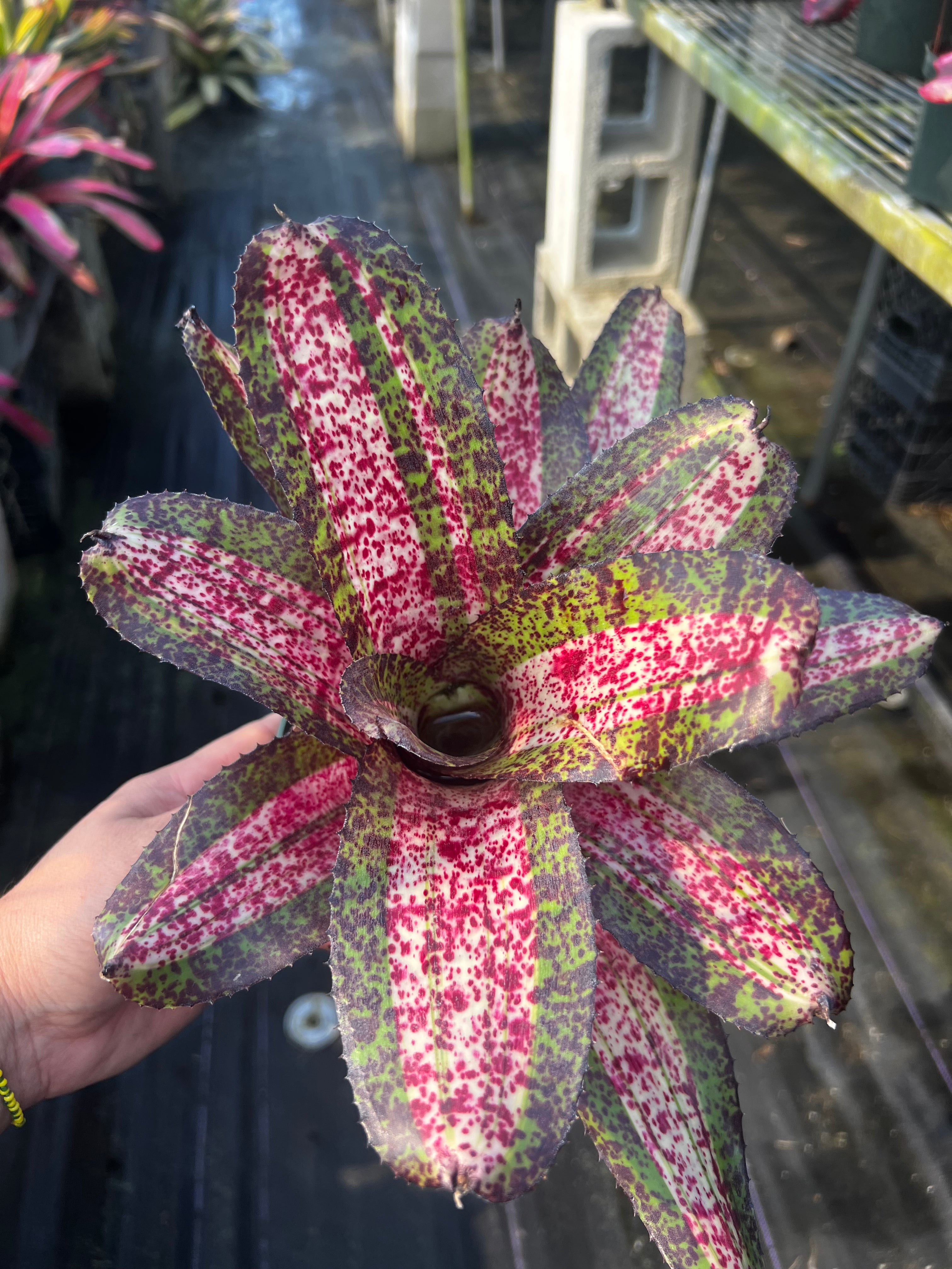 Neoregelia Acceleration “Skotak”