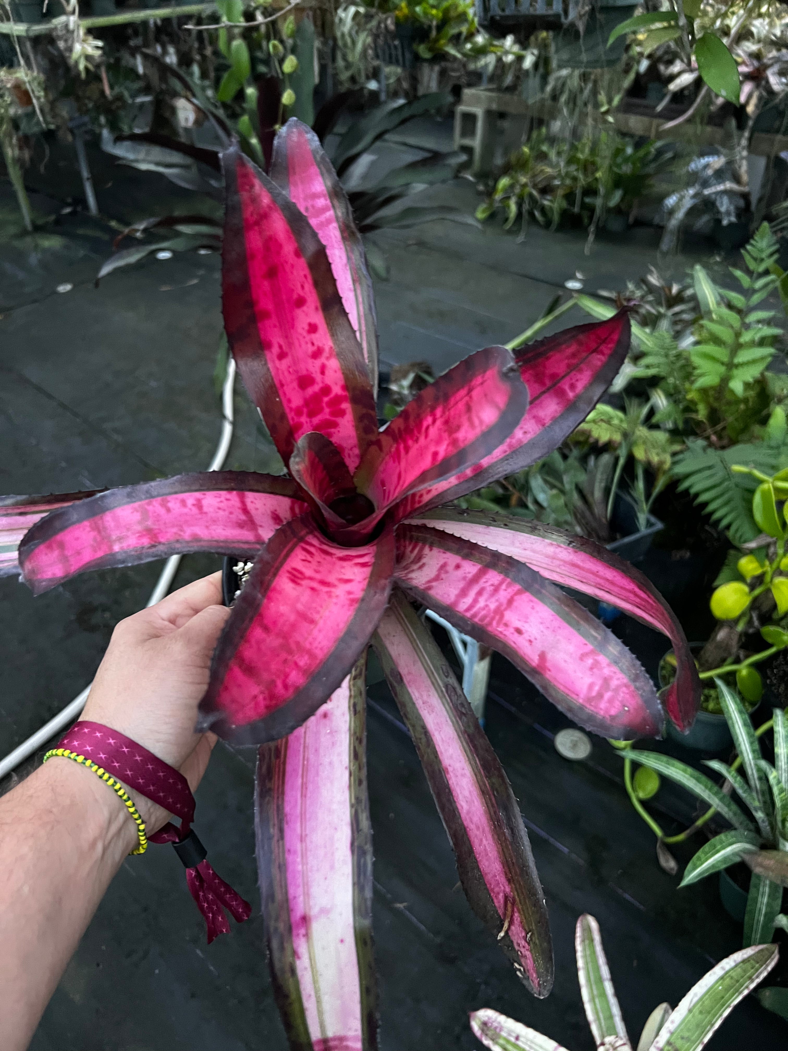 Neoregelia Pulsar