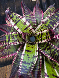 Neoregelia Melodrama “Skotak” RARE !!
