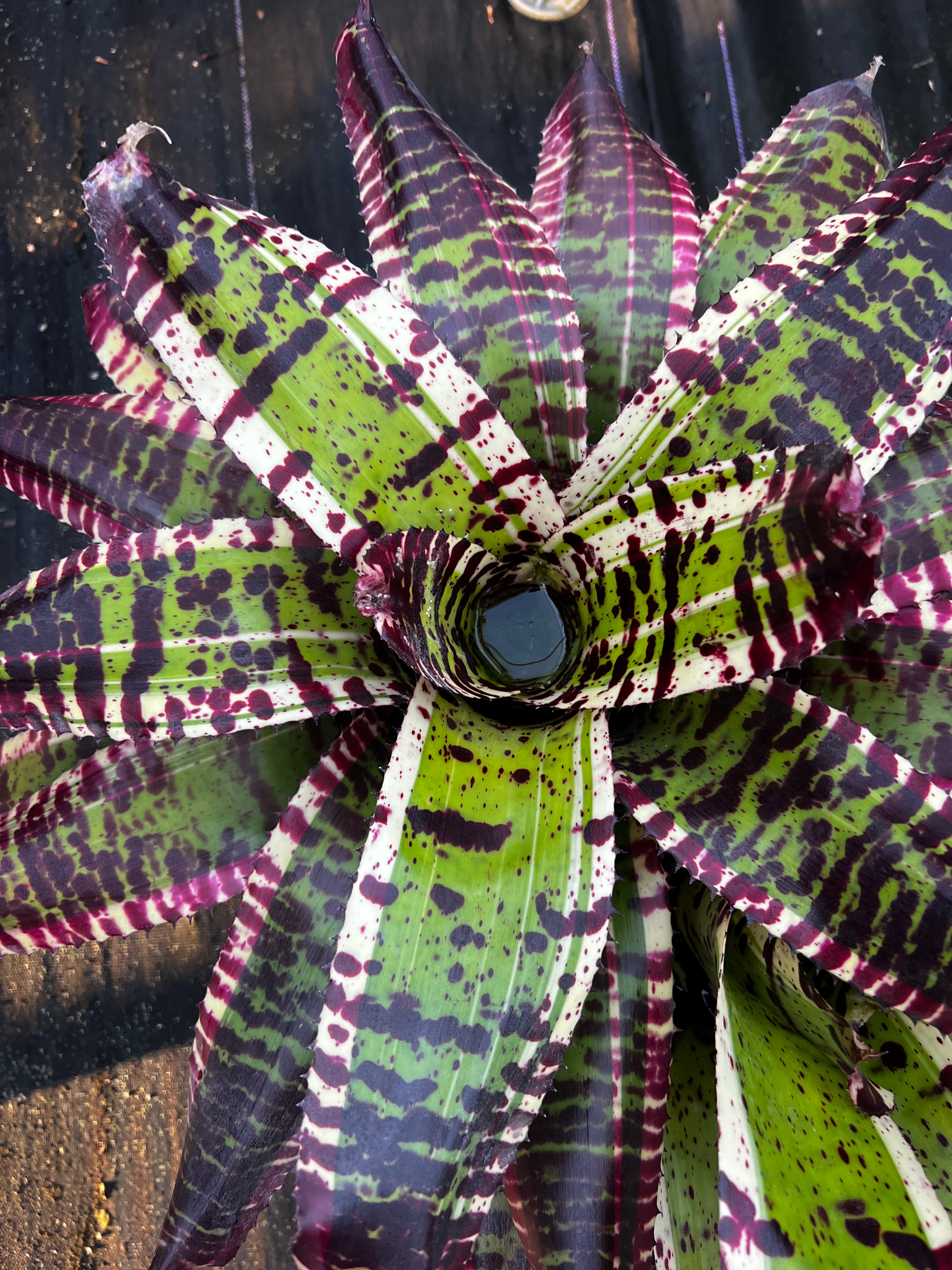 Neoregelia Melodrama “Skotak” RARE !!