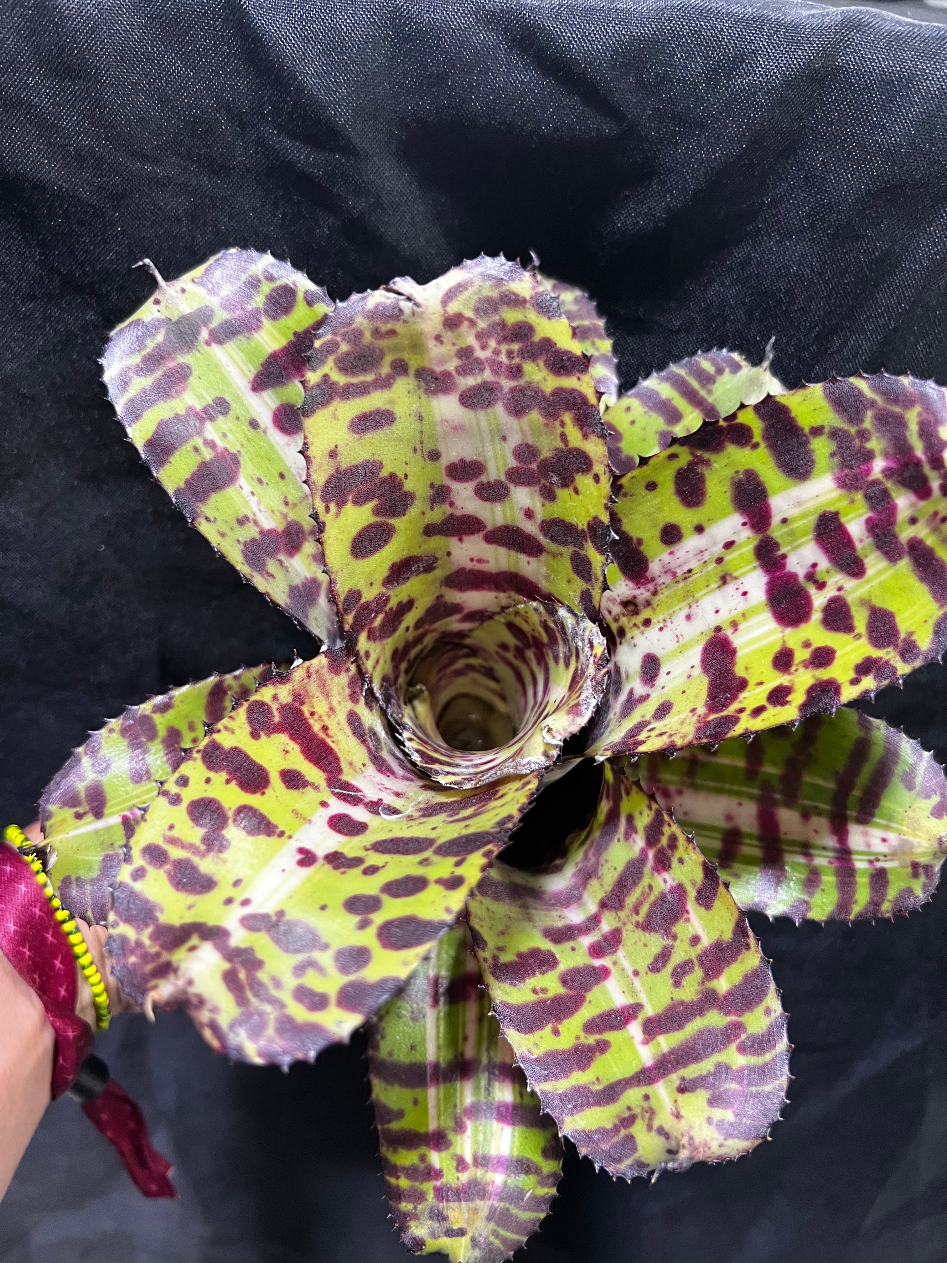 Neoregelia Supremo “Skotak”
