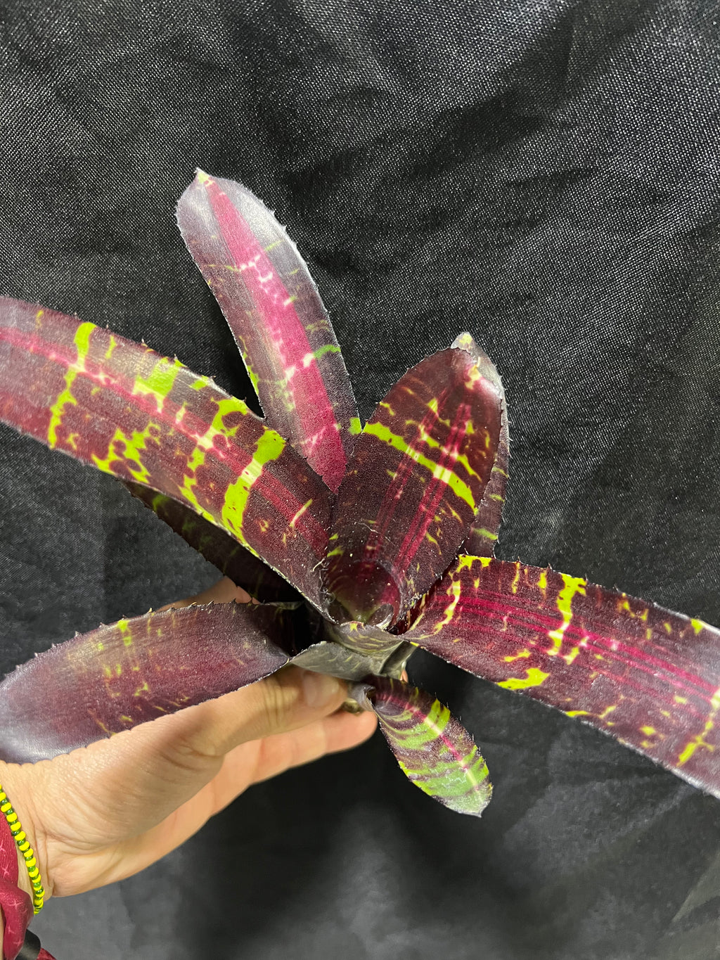 Neoregelia Wizardry “Skotak”