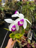 Cattleya Violacia Semi Alba