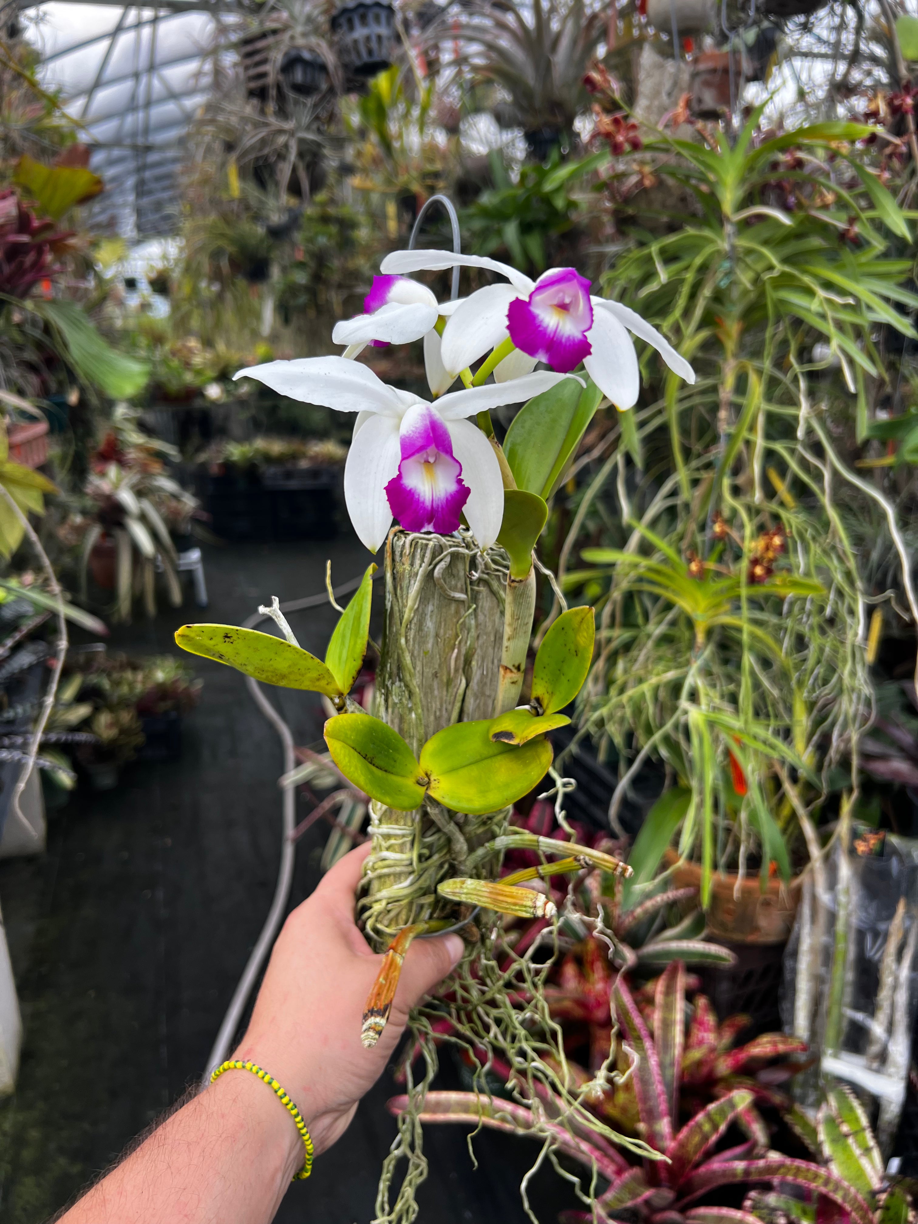 Cattleya Violacia Semi Alba