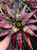Neoregelia Wizardry “Skotak”