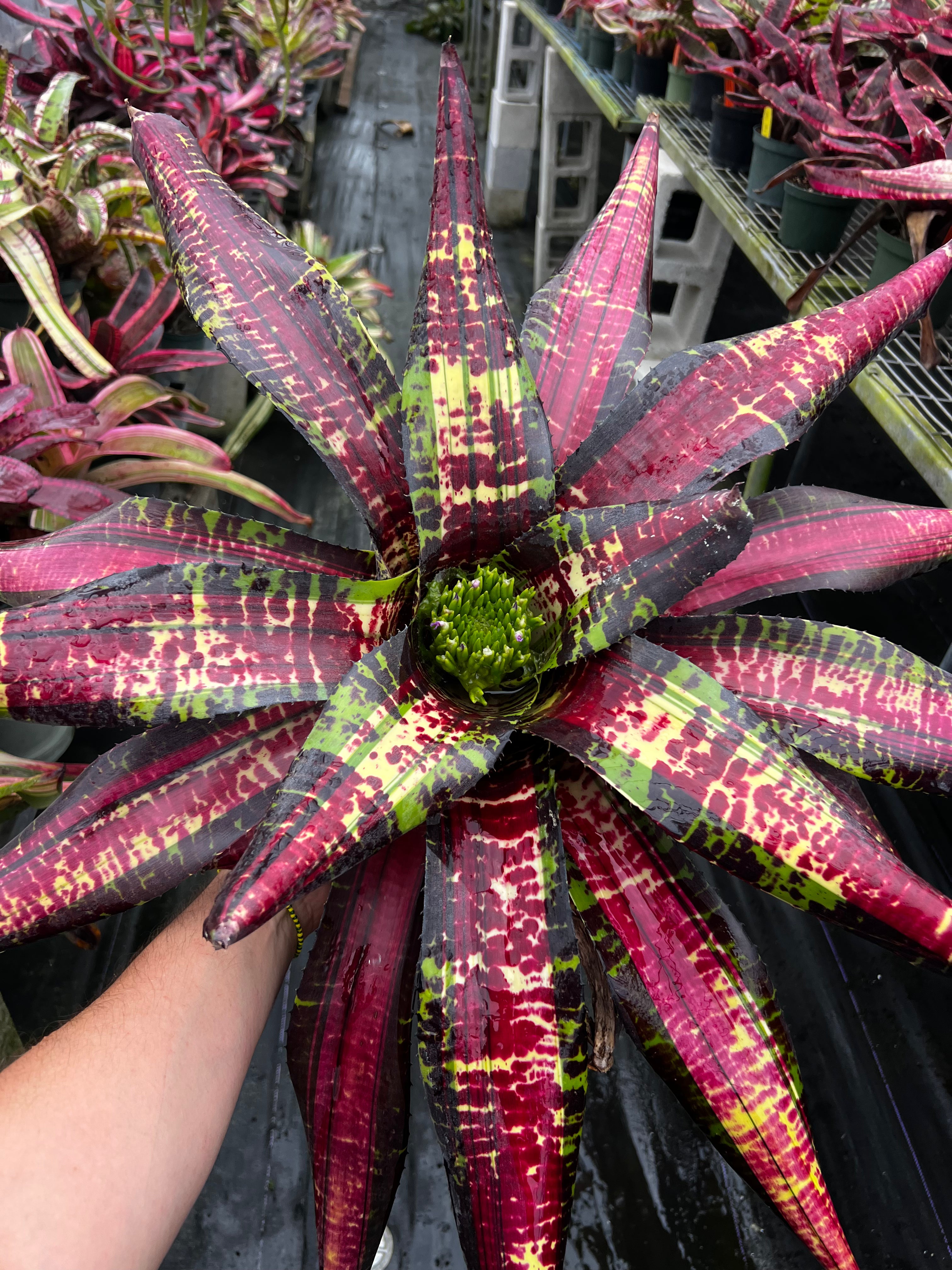 Neoregelia Wizardry “Skotak”