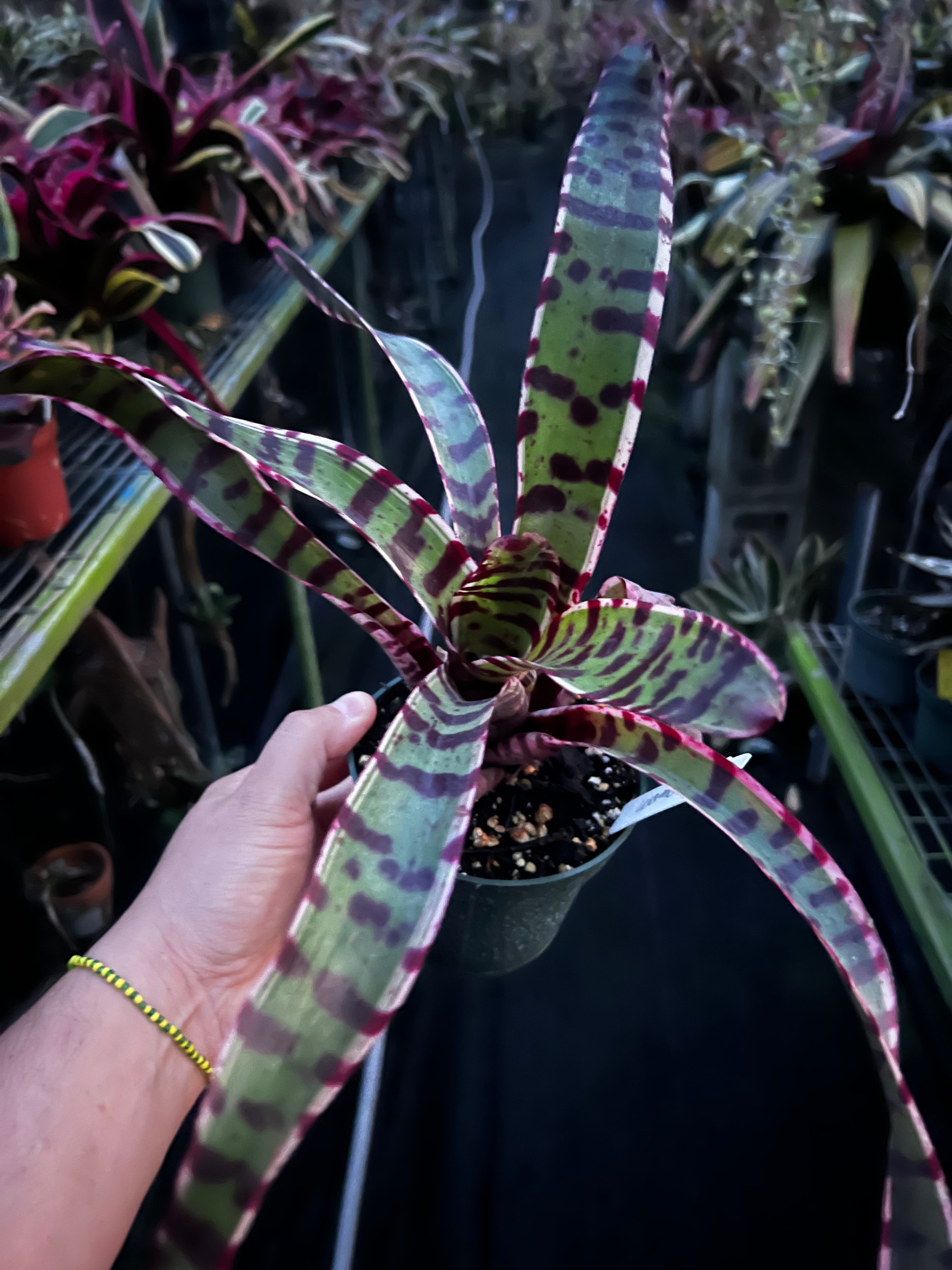 Neoregelia Band-Width "Skotak"