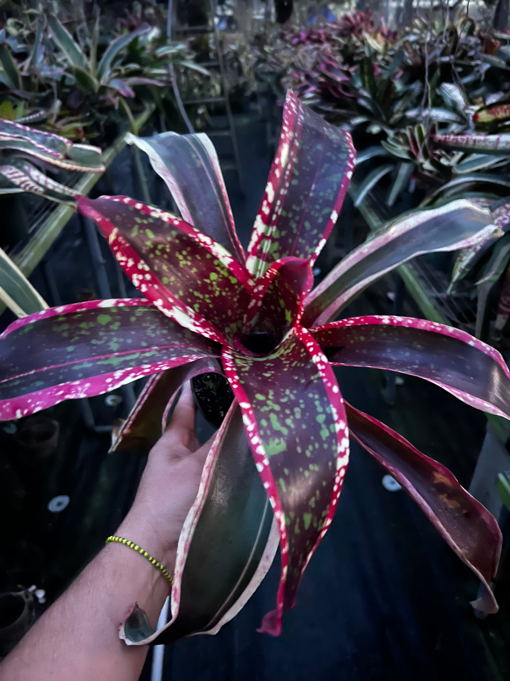 Neoregelia Majestic Beauty "Skotak"