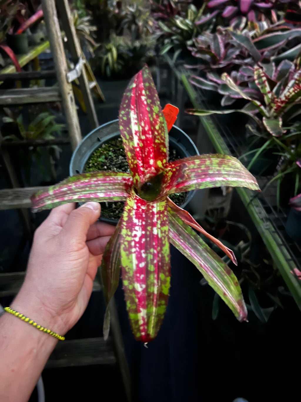 Neoregelia Speed Demon "Skotak"
