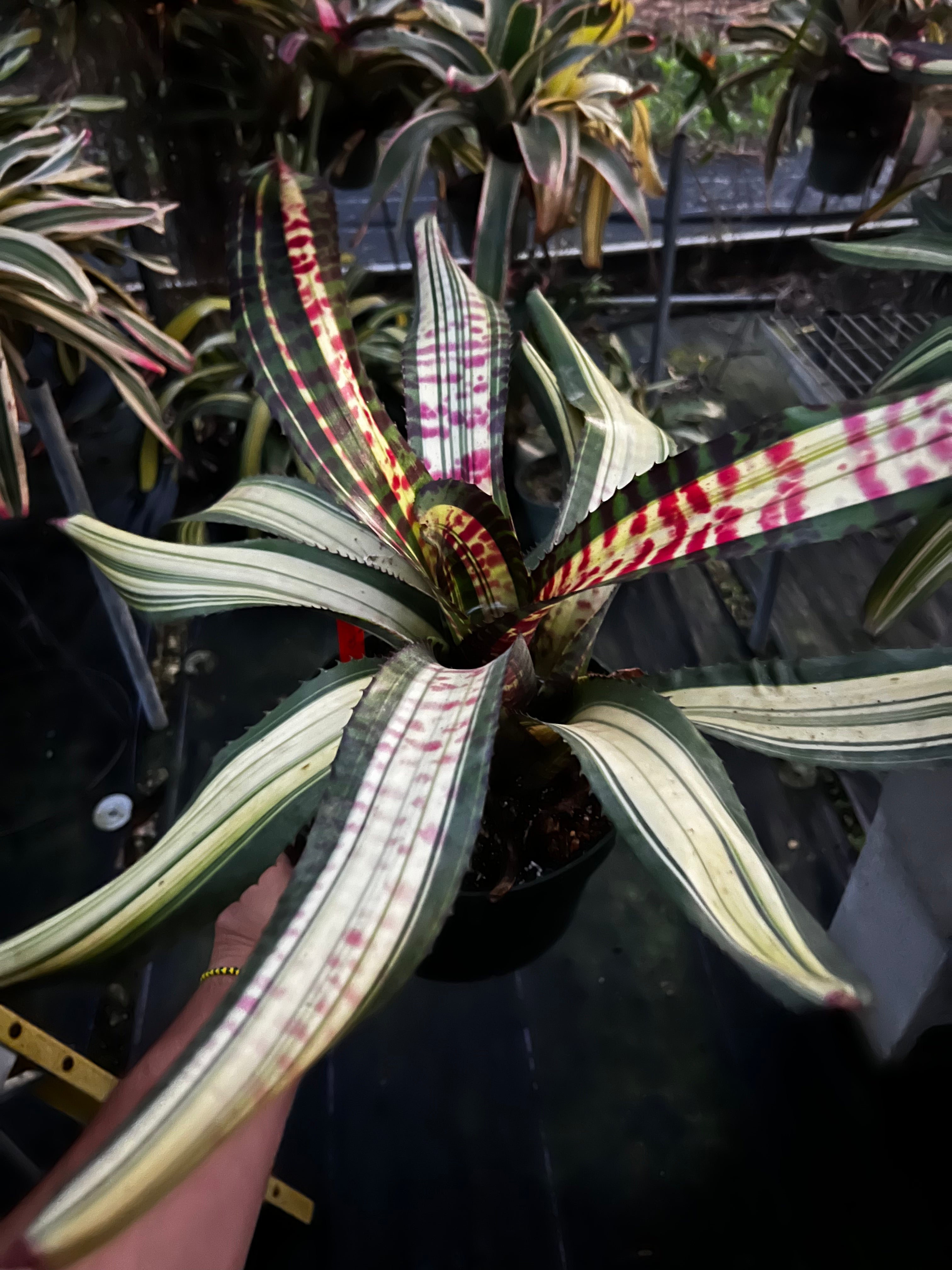 Neoregelia Twisted Sister "Skotak"