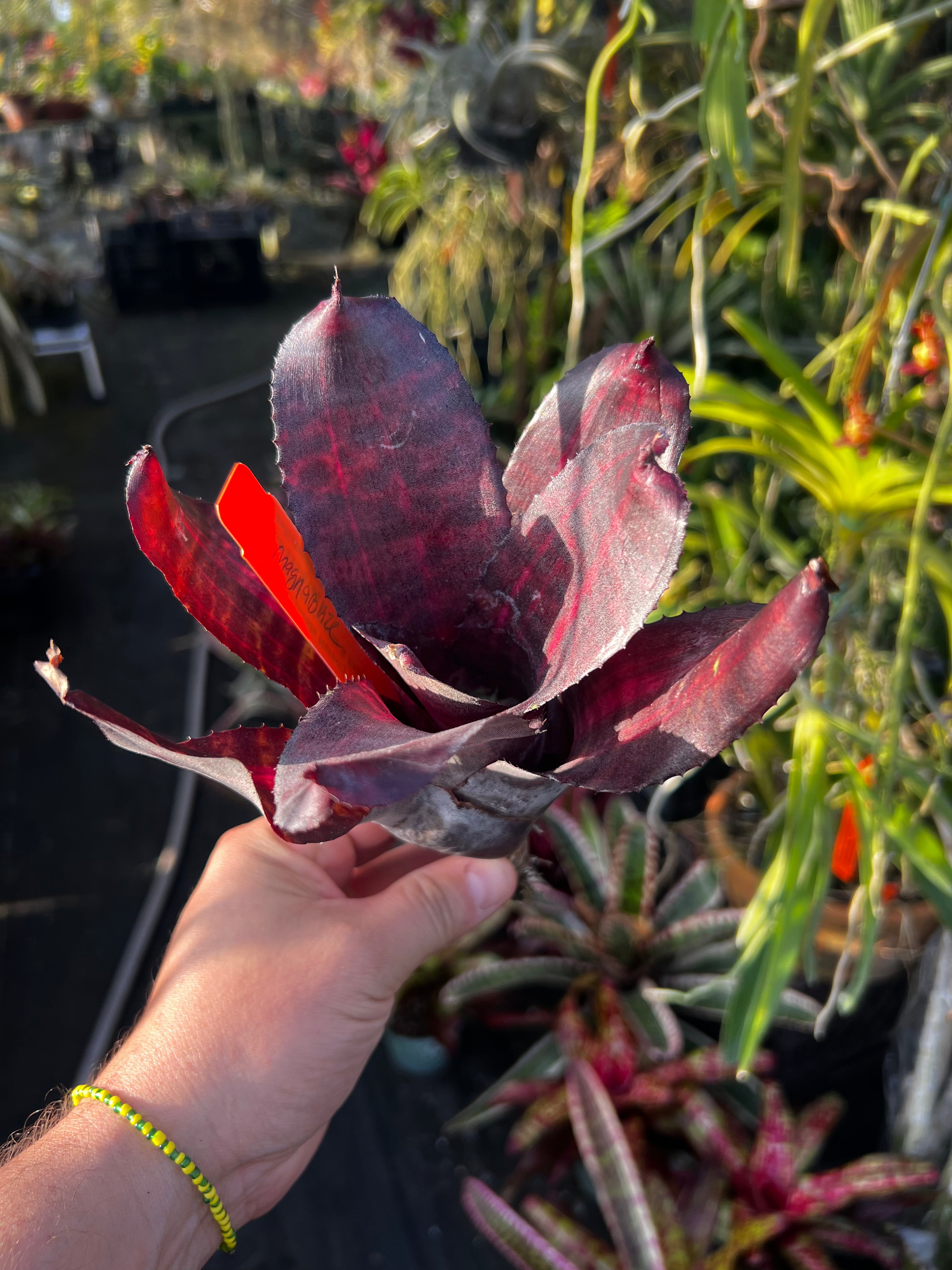 Neoregelia Magnablaze "Skotak"