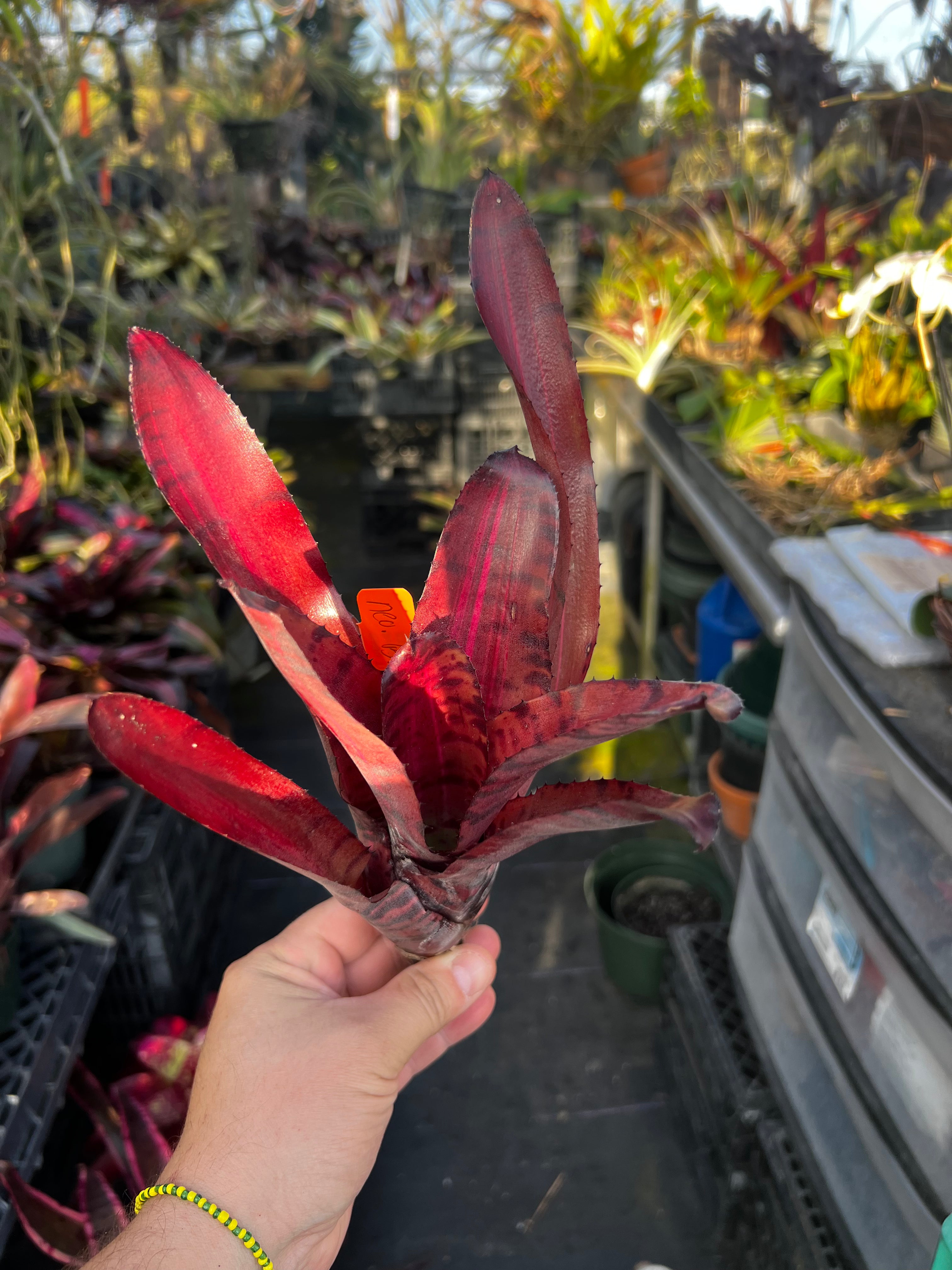 Neoregelia Bada Bing “Skotak”