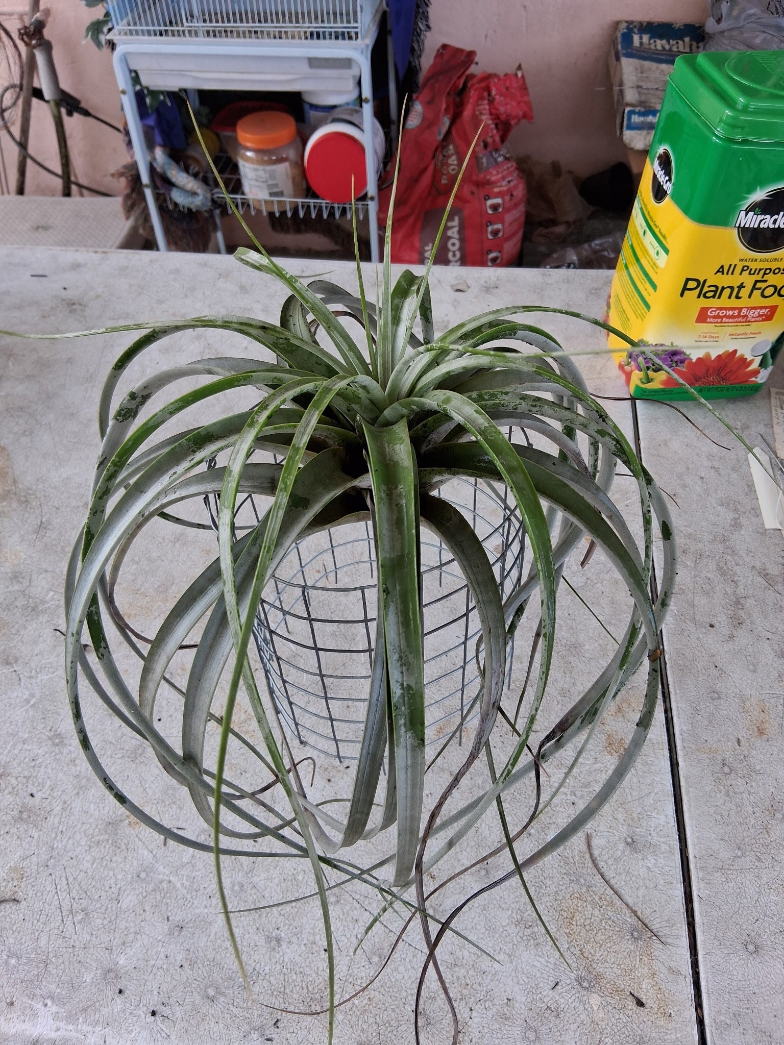 Tillandsia Yvonne "NEW 2026 FIRST RELEASE"