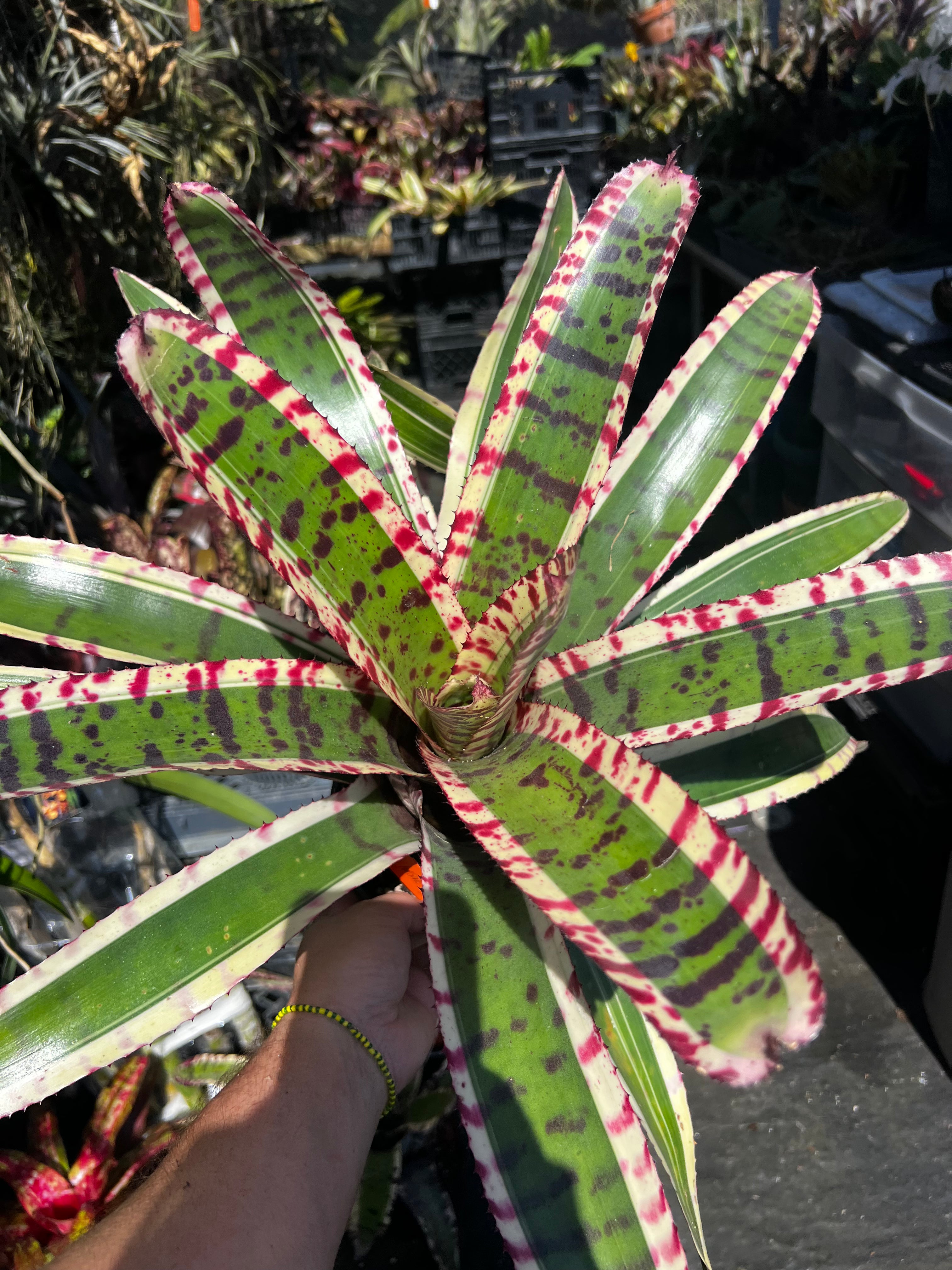 Neoregelia Awesome Tiger "Skotak"