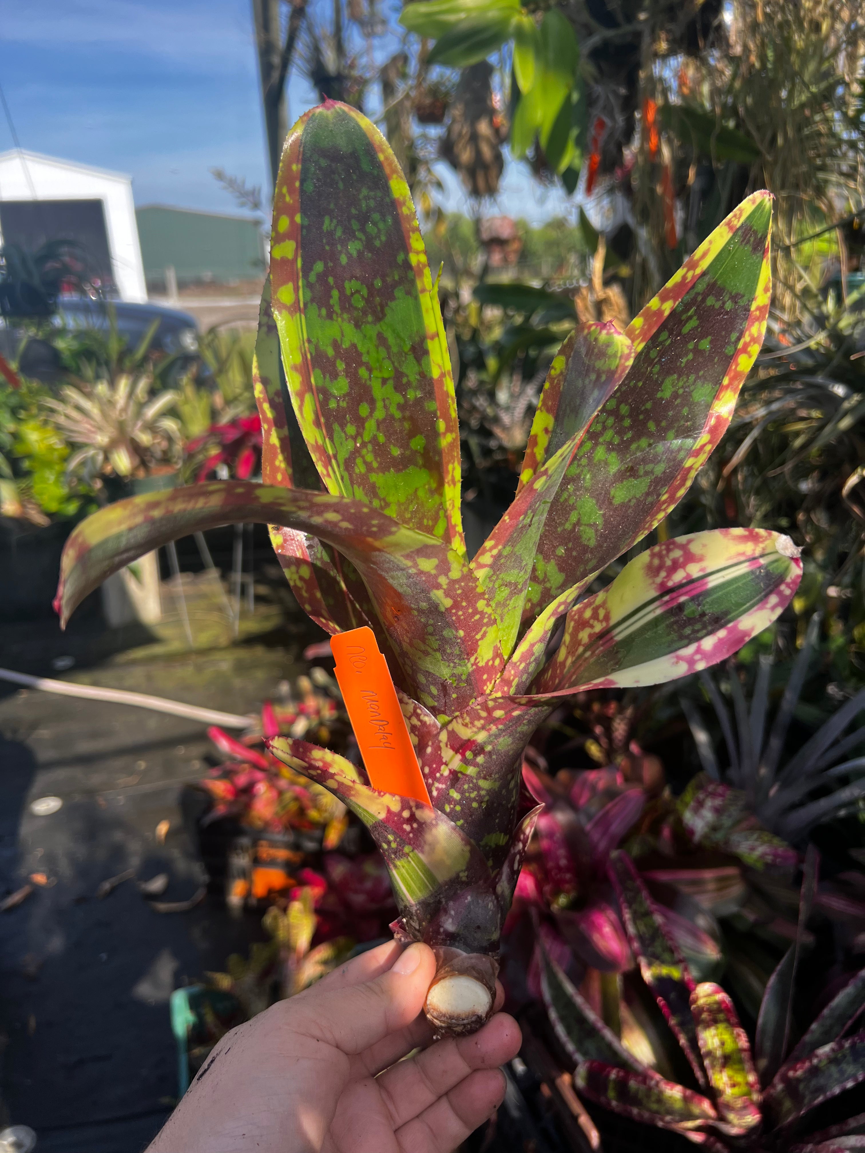 Neoregelia Mandalay “Skotak”