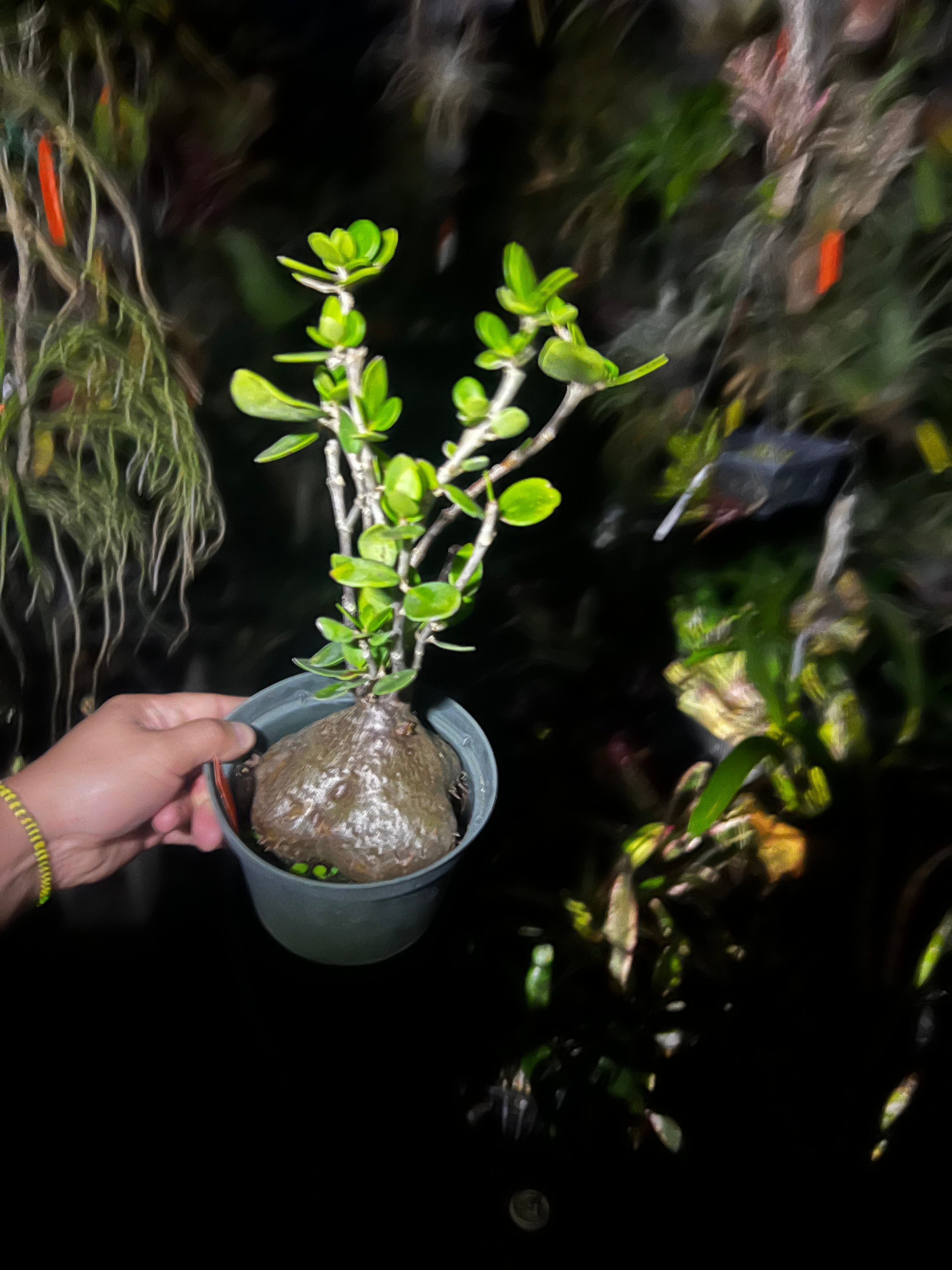 Hydnophytum Moselyanum “Ant Plant”