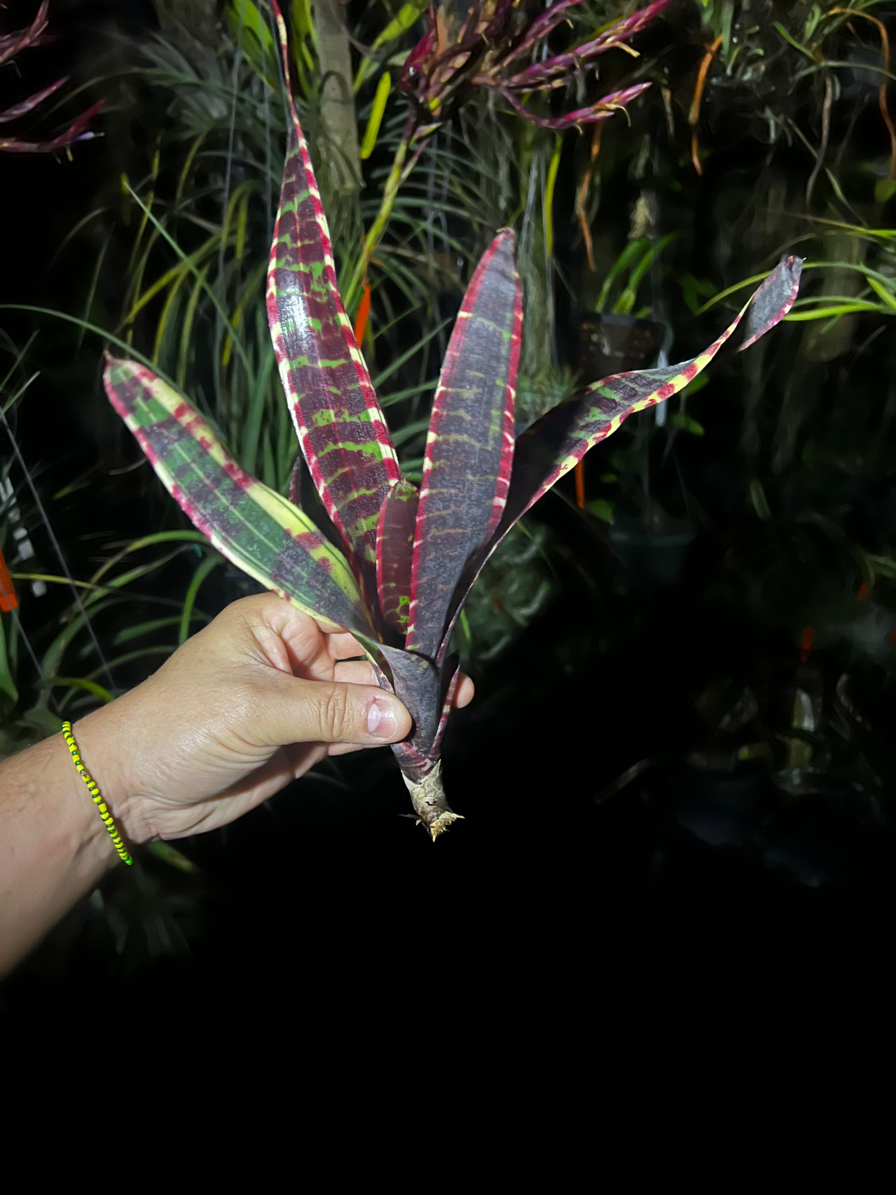 Neoregelia Holy Grail