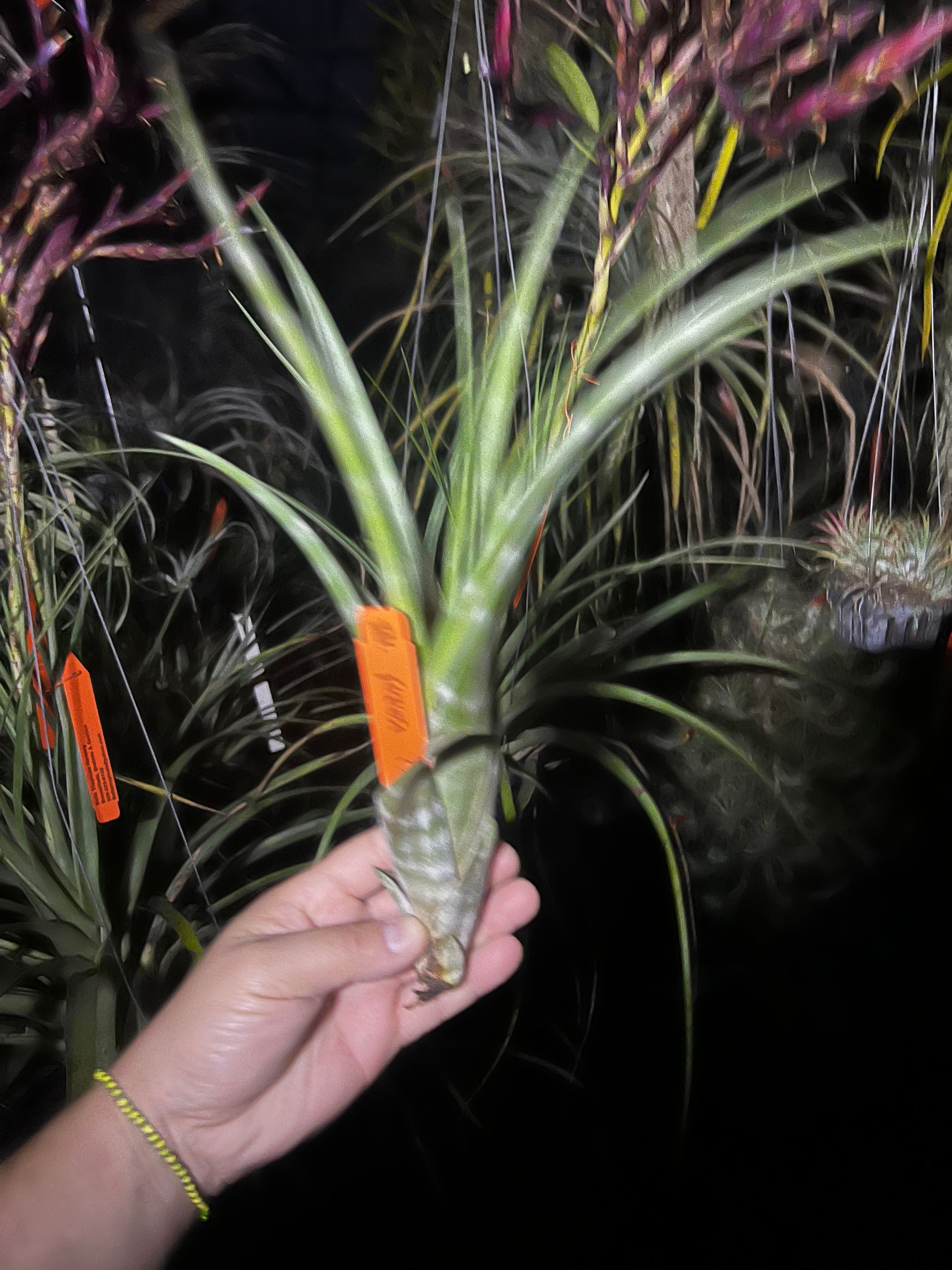 Tillandsia Flexuosa “Grand Cayman”