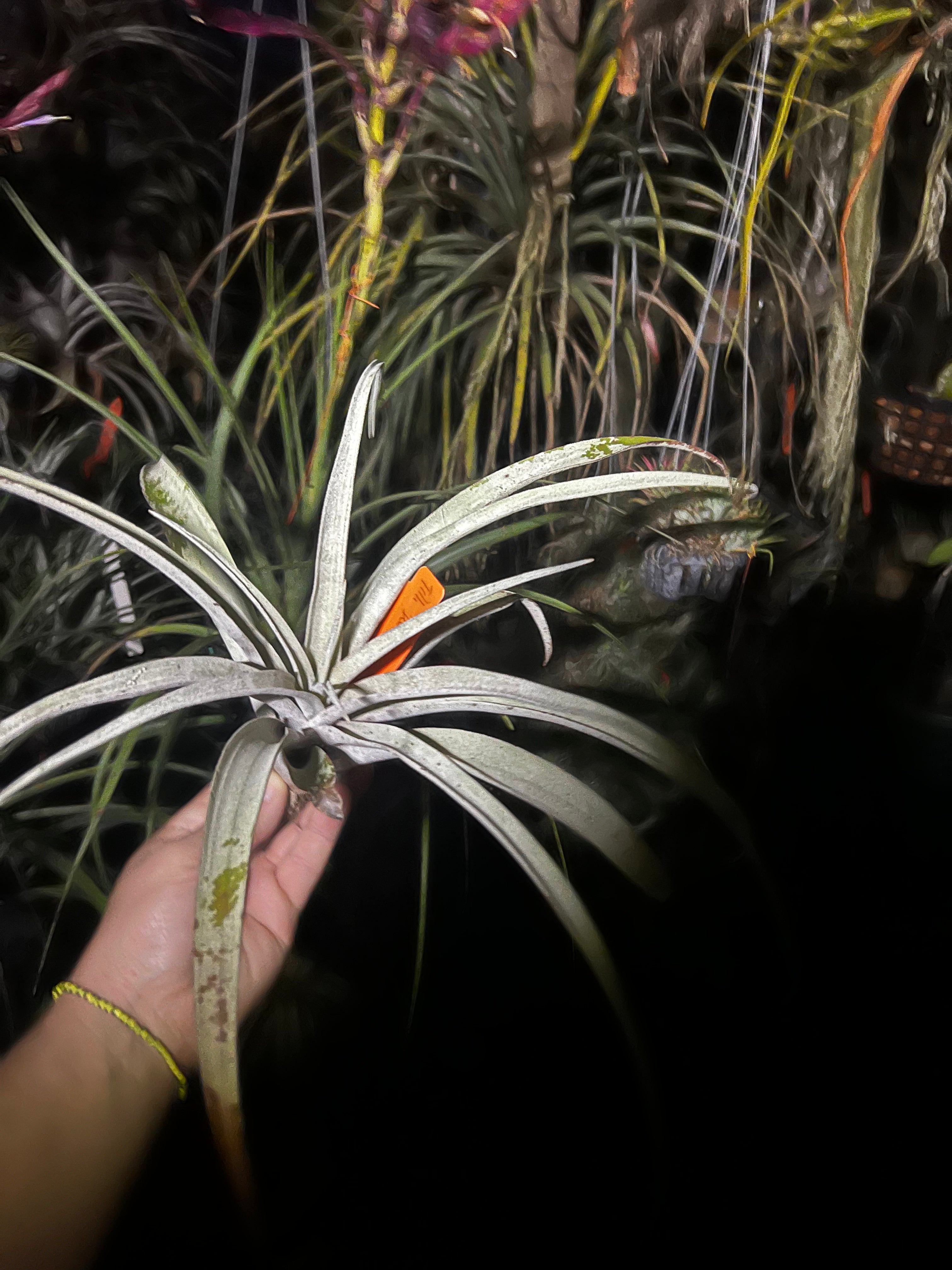 Tillandsia Chiapas Gigantesco