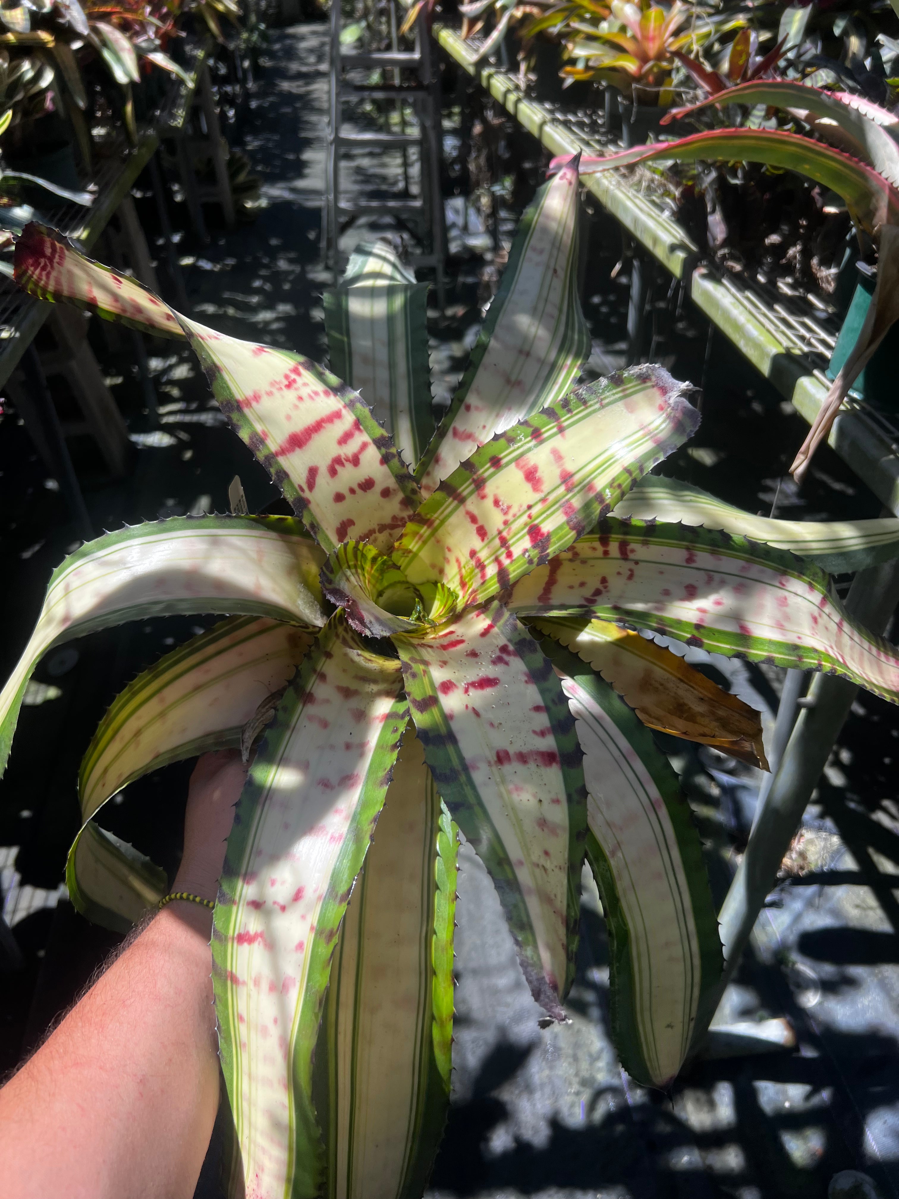 Neoregelia Audacious “Skotak”