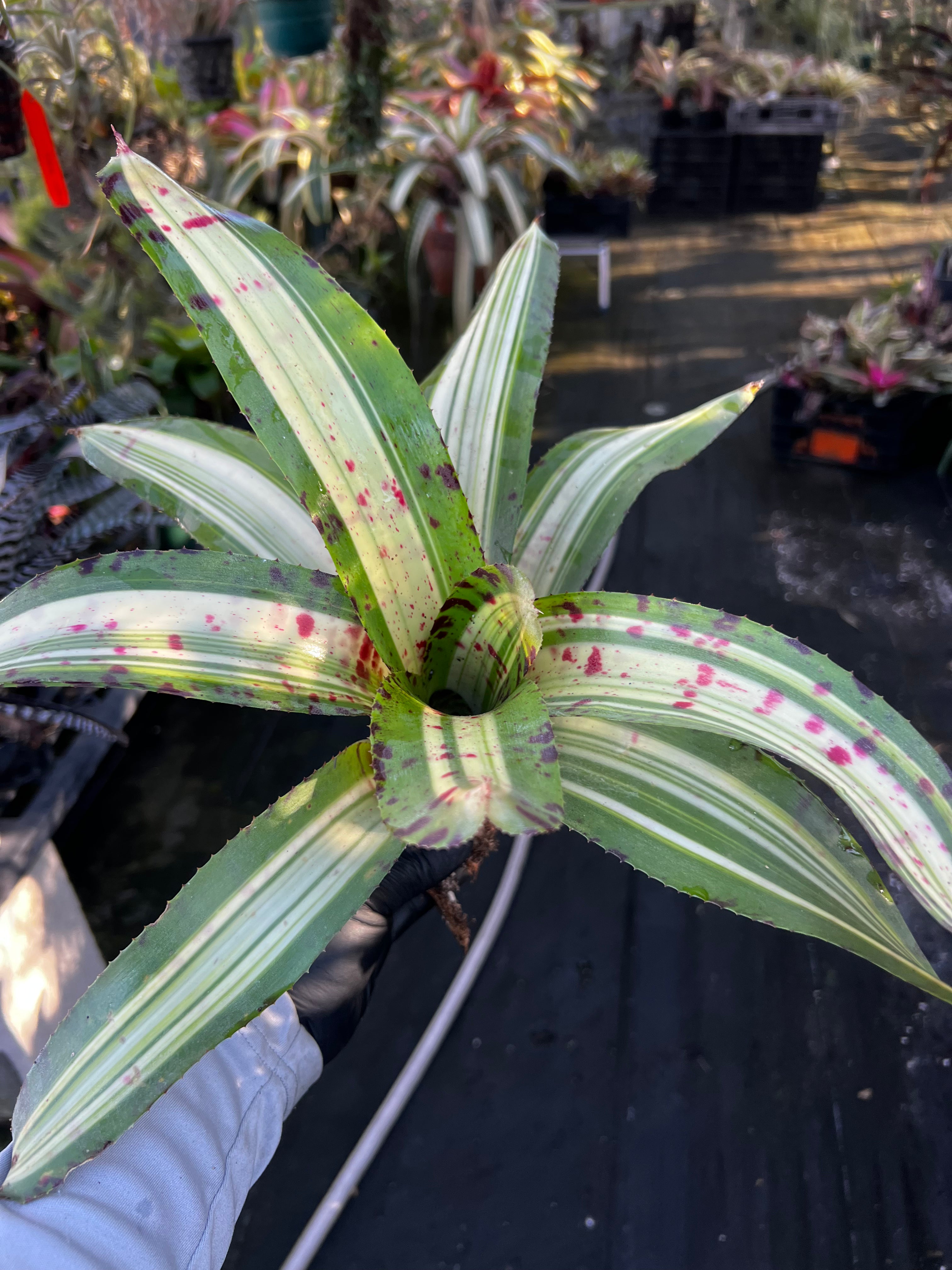 Neoregelia Notorious
