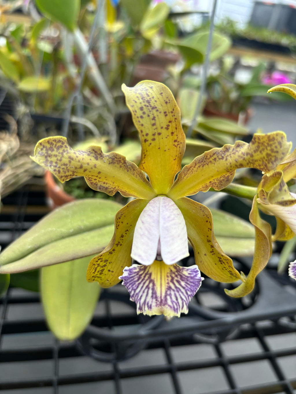 Cattleya Schilleriana Coerulea