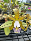 Cattleya Schilleriana Coerulea