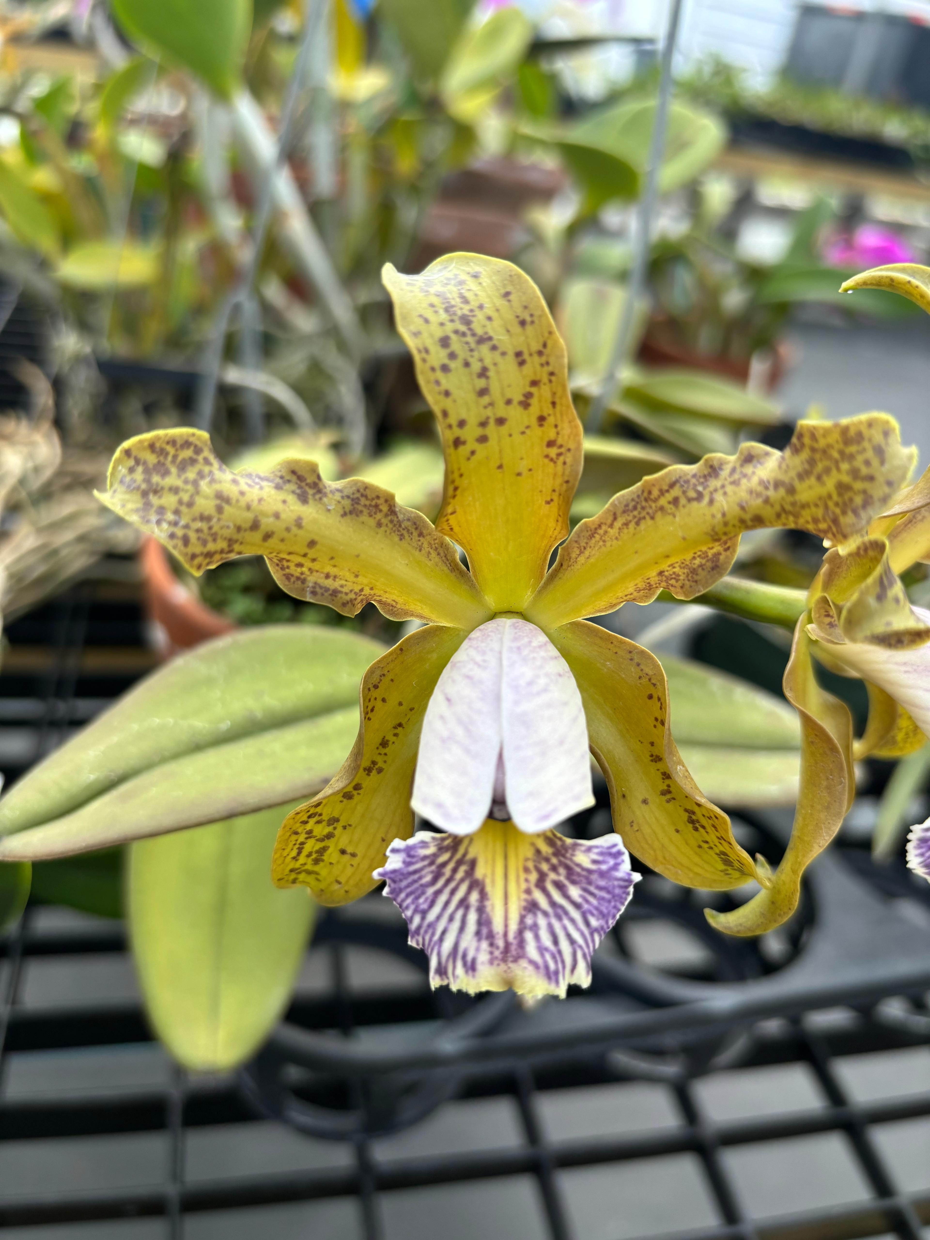 Cattleya Schilleriana Coerulea