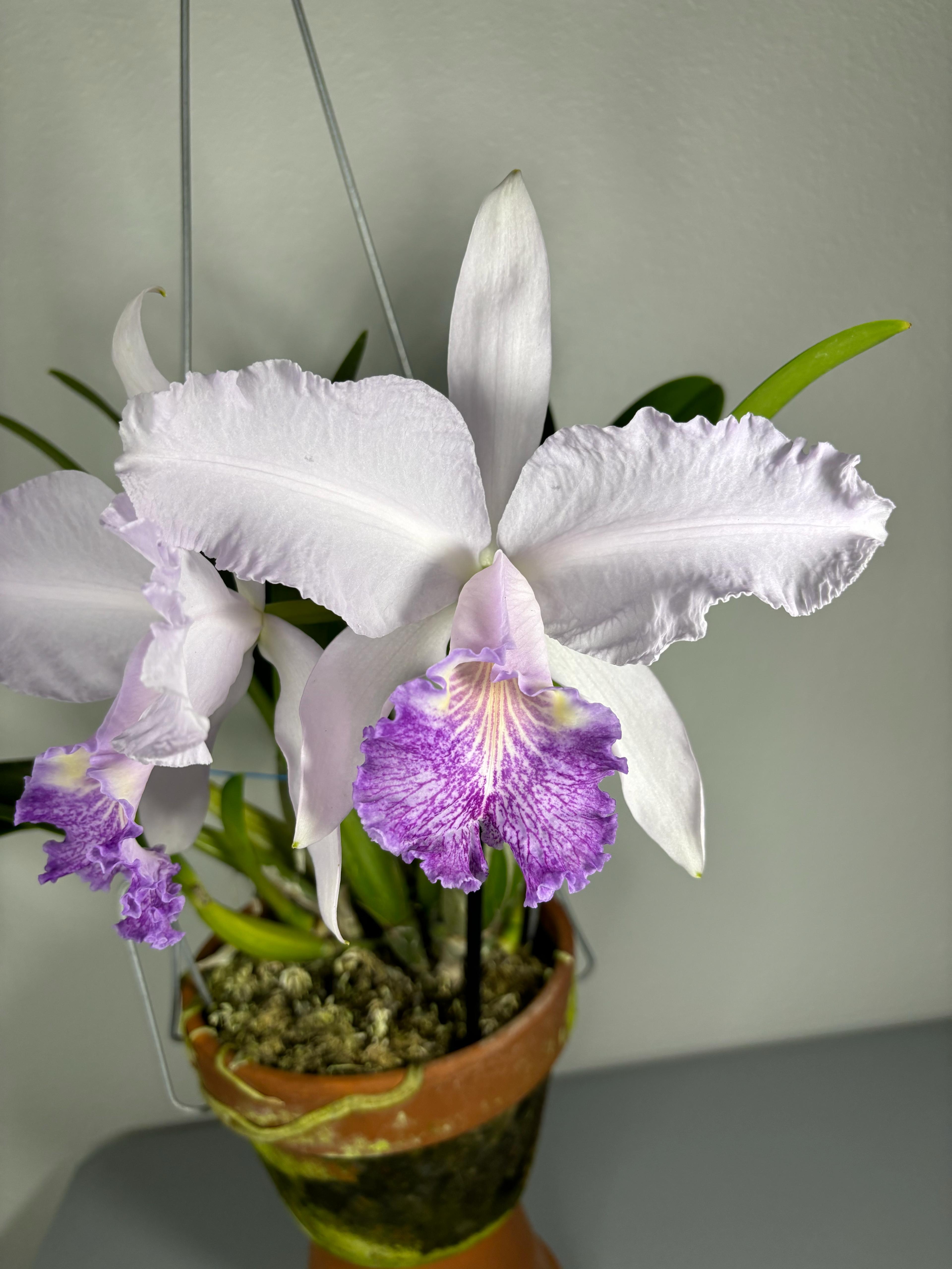 Cattleya Lueddemanniana Coerulea “Zurdo”