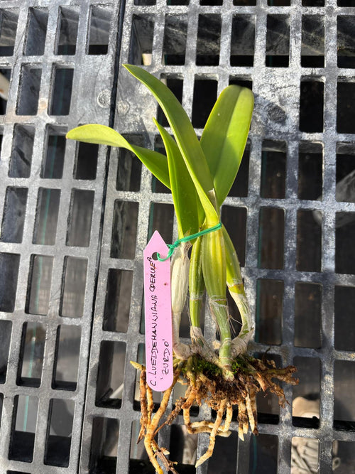 Cattleya Lueddemanniana Coerulea “Zurdo”