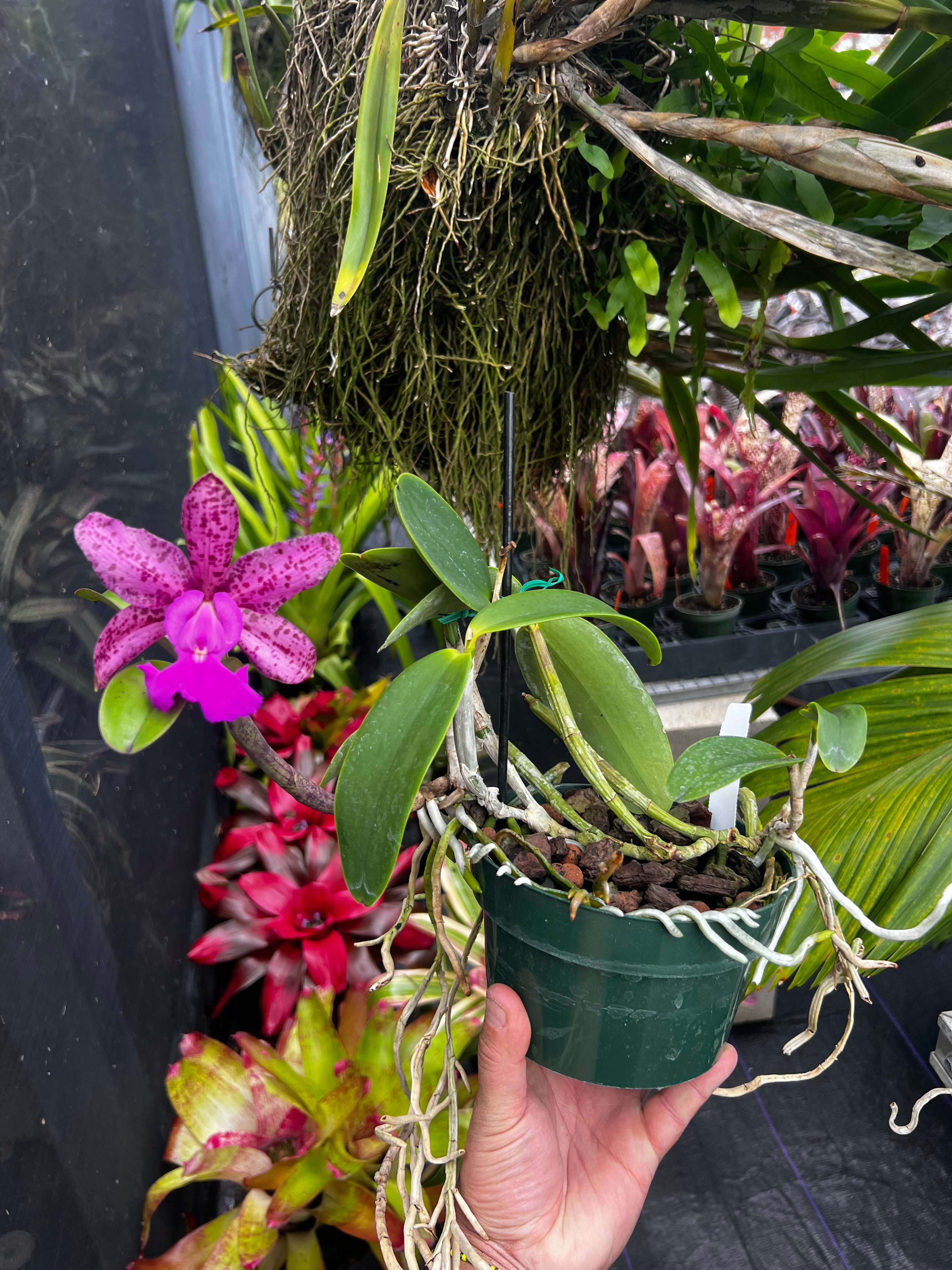 Cattleya Measuresiana