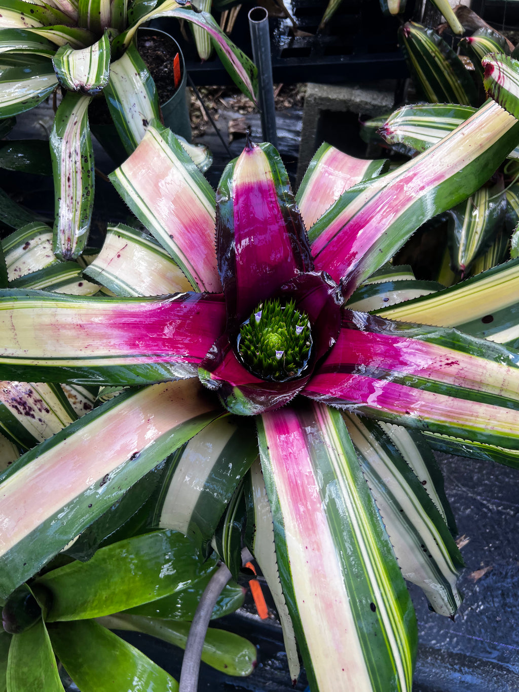 Neoregelia Avenger Variegated