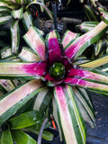 Neoregelia Avenger Variegated