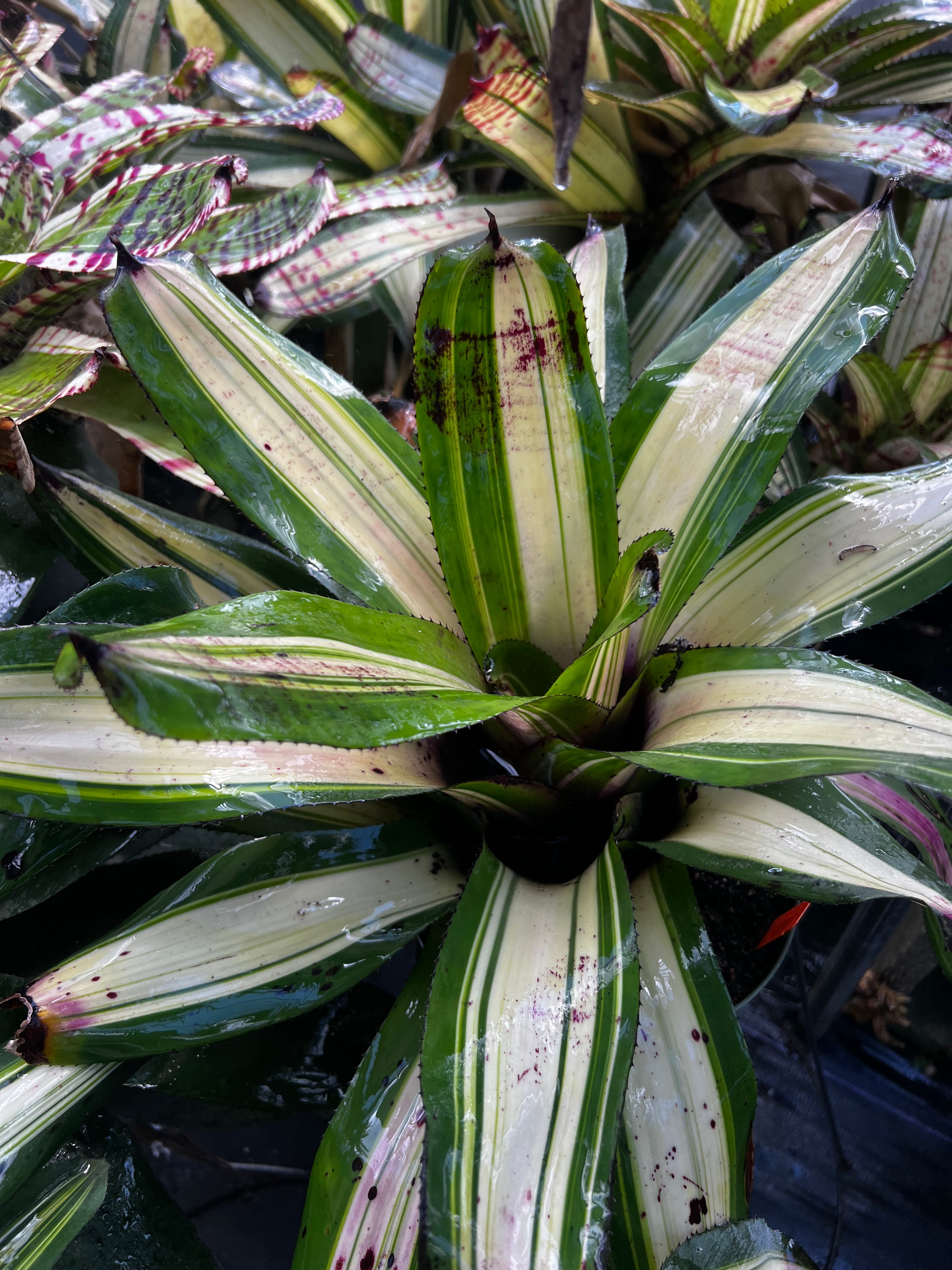 Neoregelia Avenger Variegated