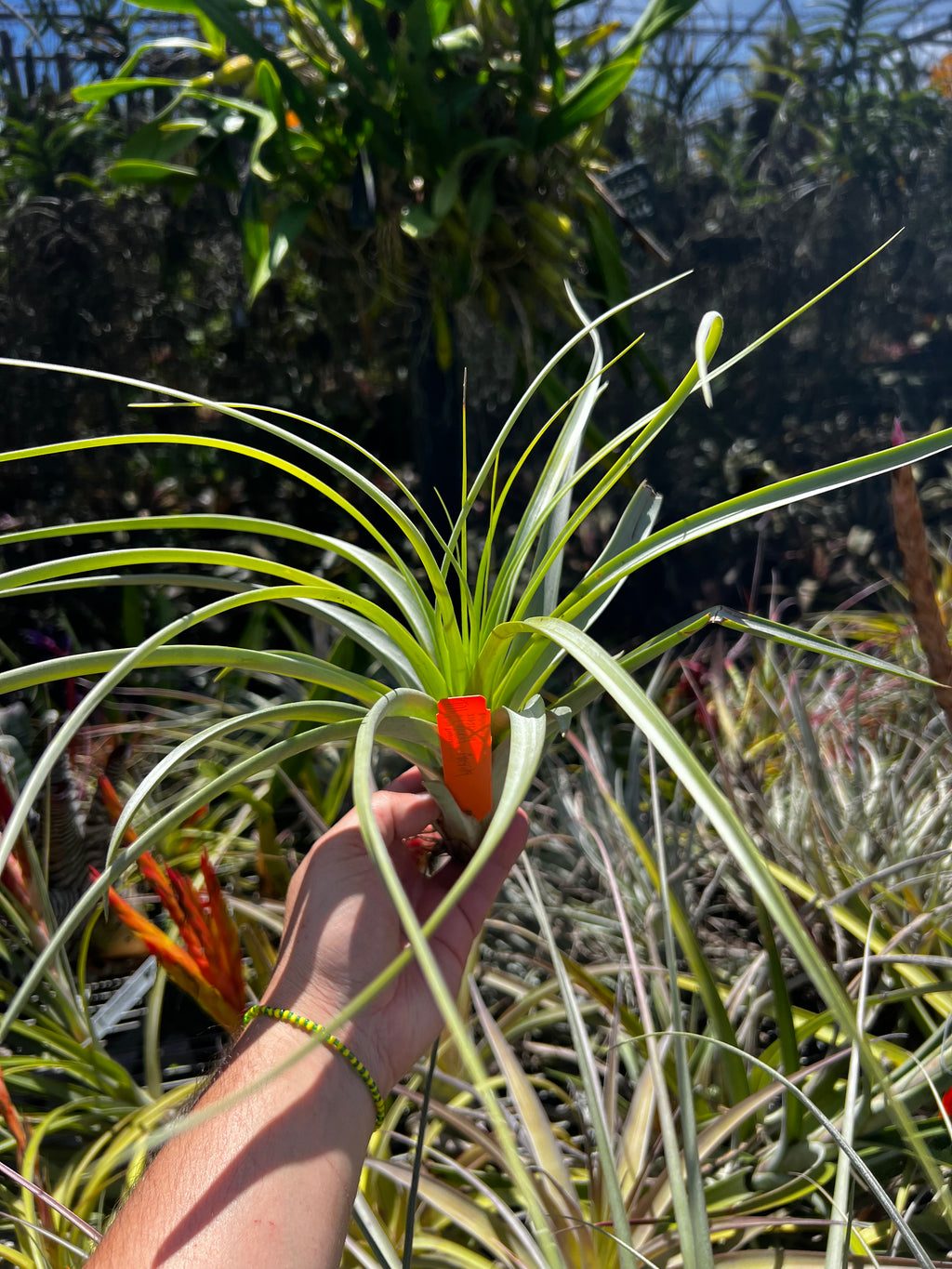 Tillandsia Culebra Amarilla