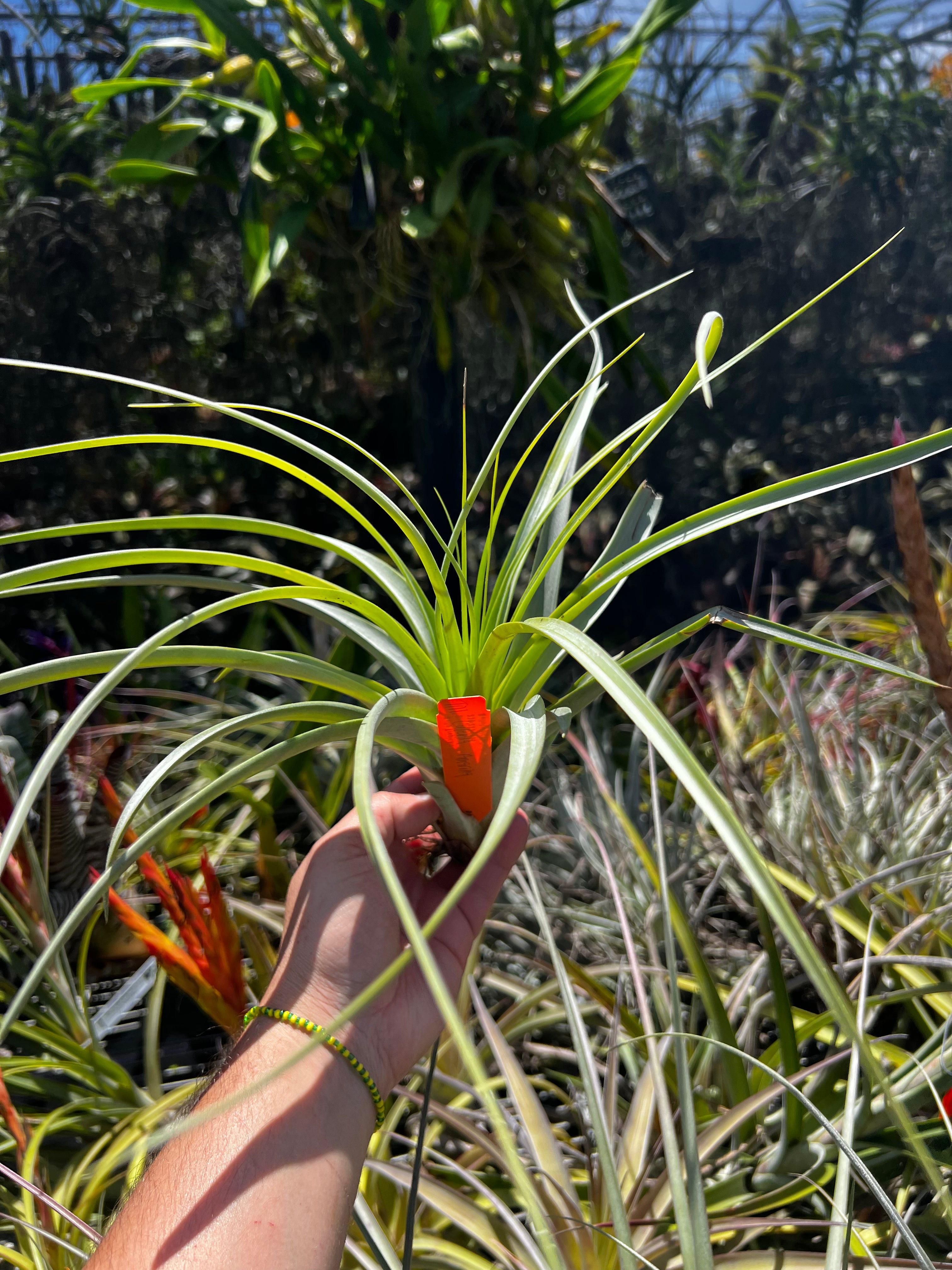 Tillandsia Culebra Amarilla