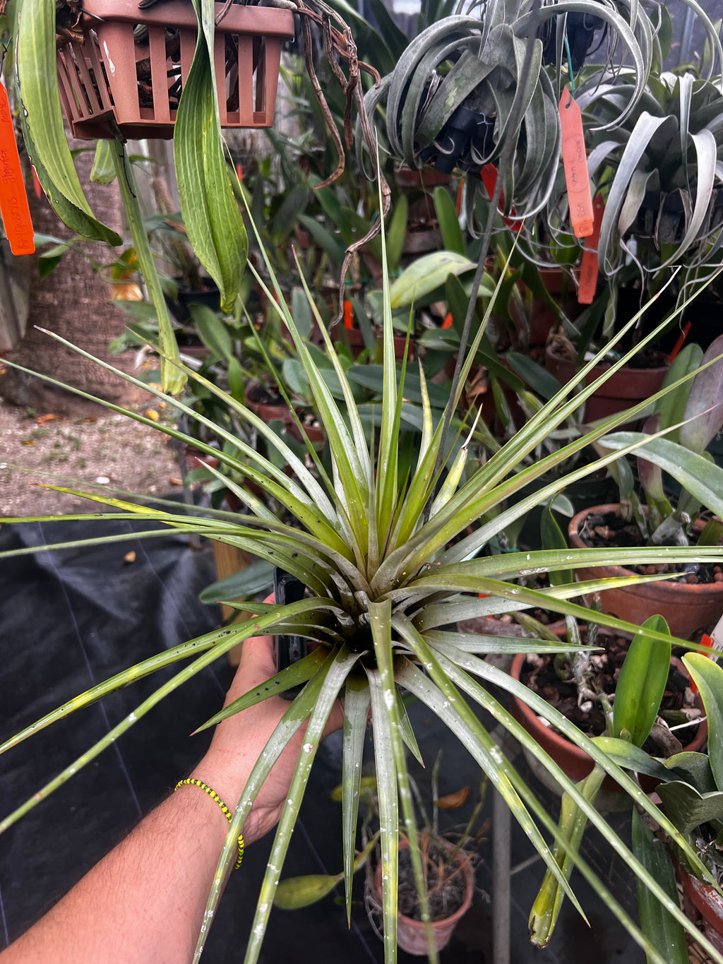 Tillandsia Triton