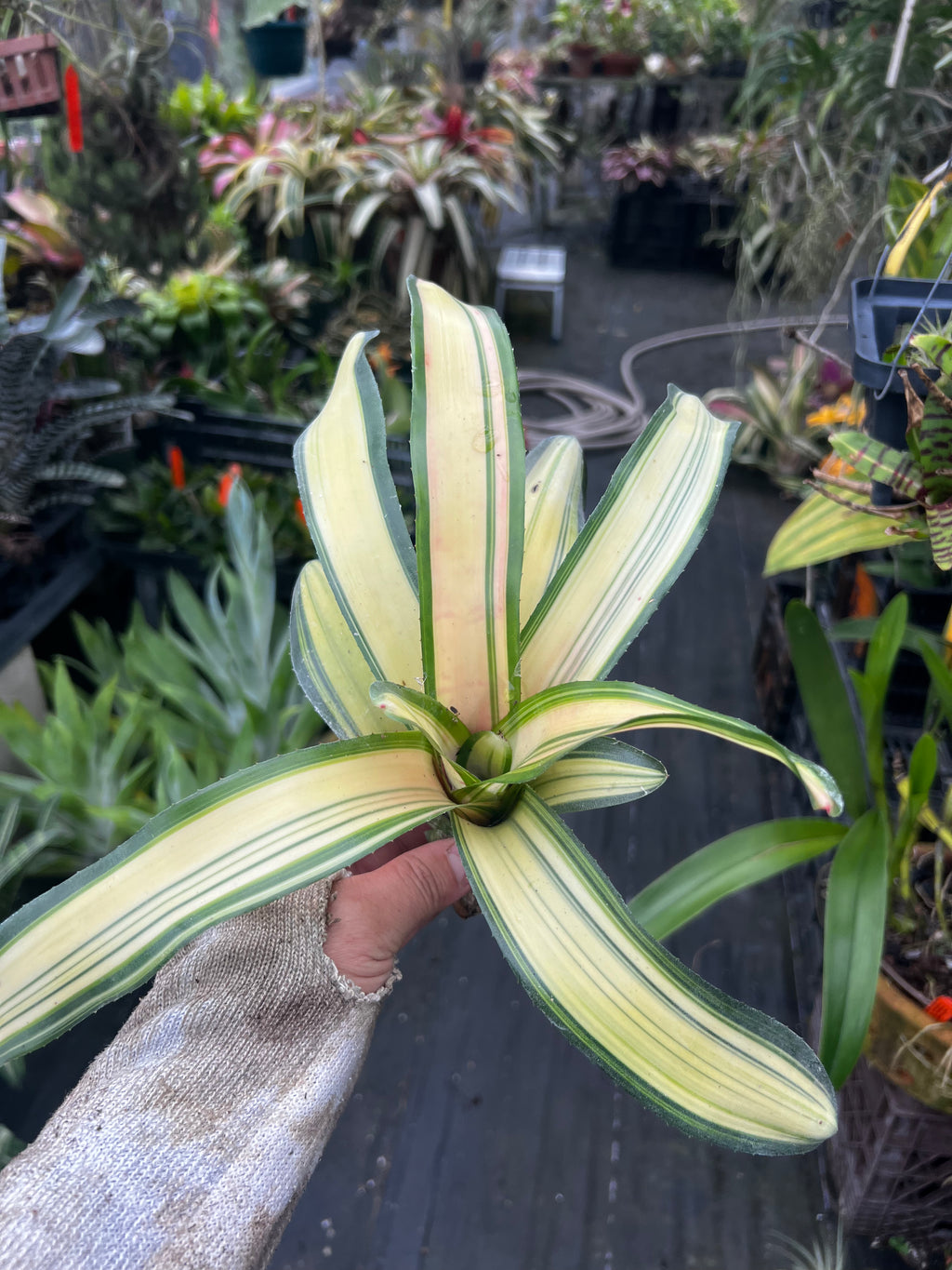Neoregelia Lorena Lector