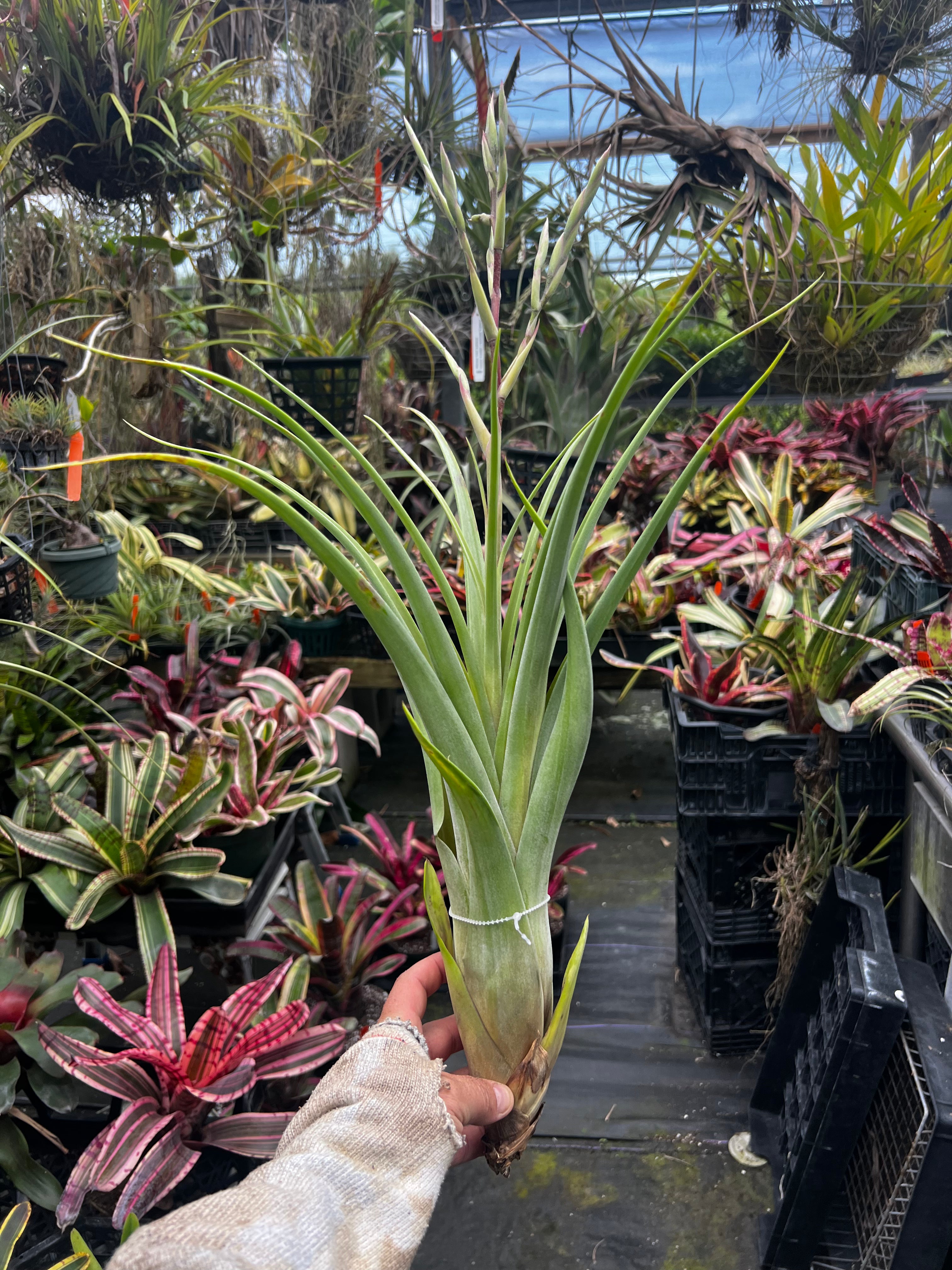 Tillandsia Queen Colossus