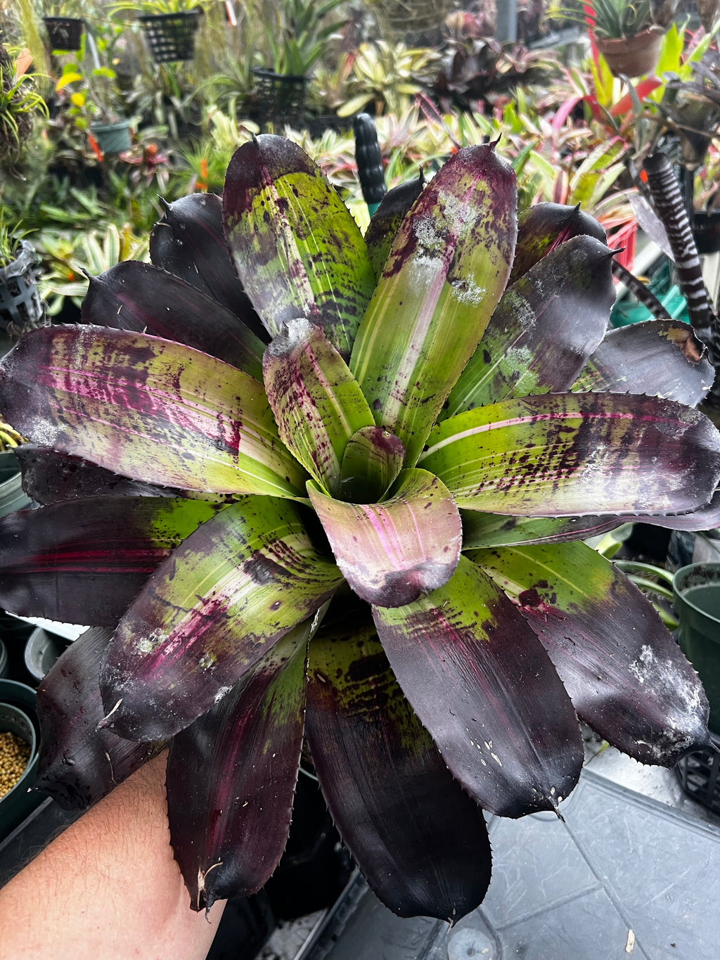 Neoregelia Rays Black Knight