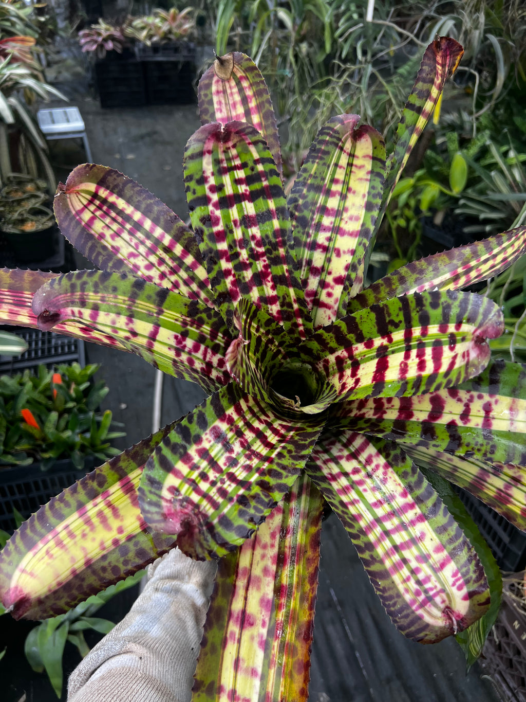 Neoregelia Untamed Tiger