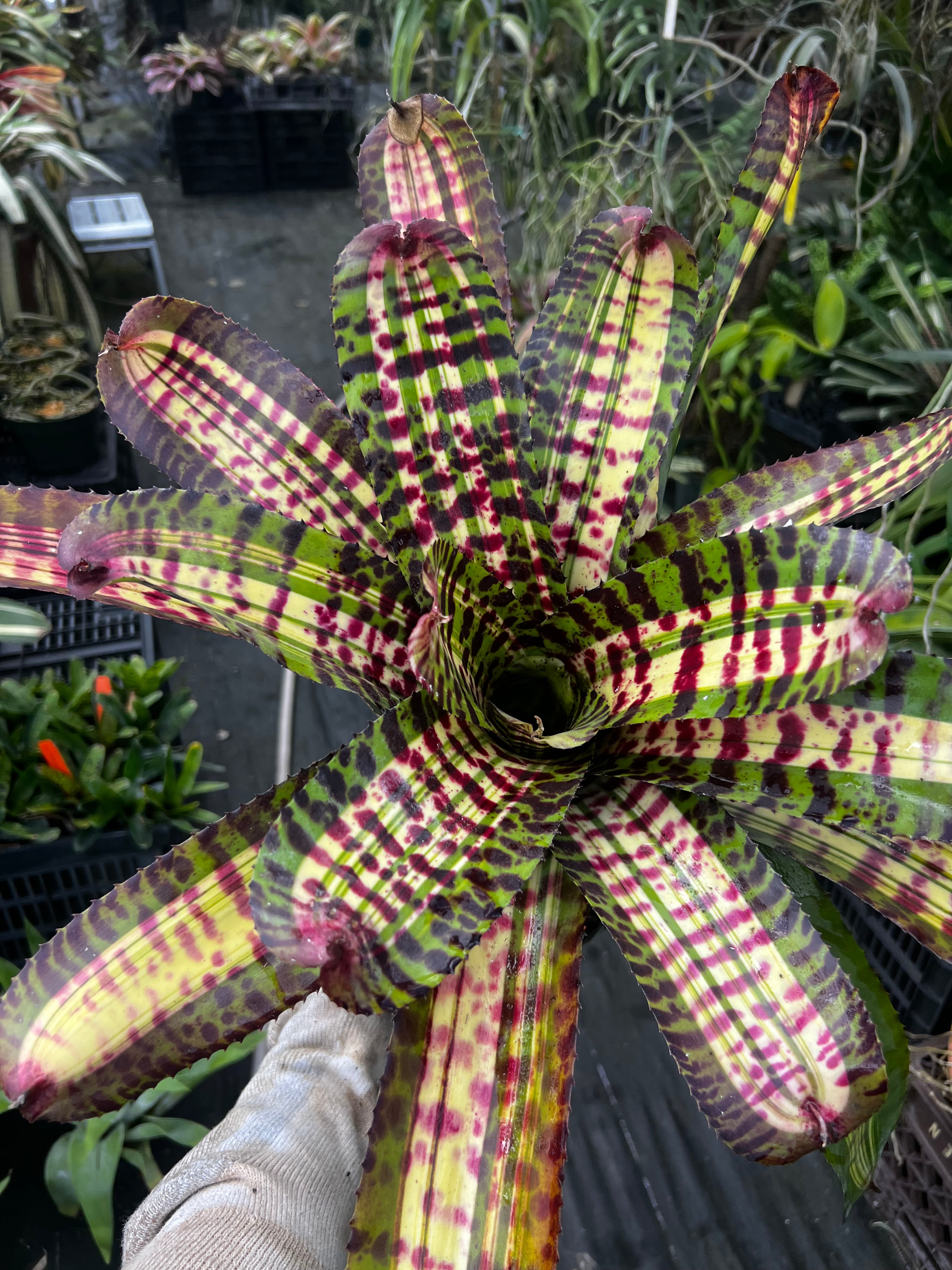 Neoregelia Untamed Tiger
