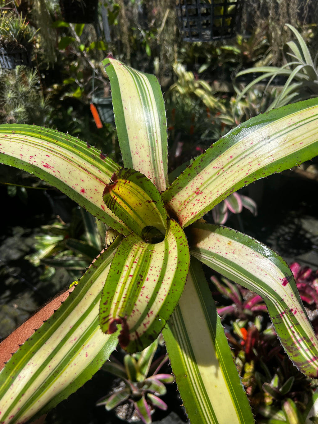 Neoregelia White Walker Variegated