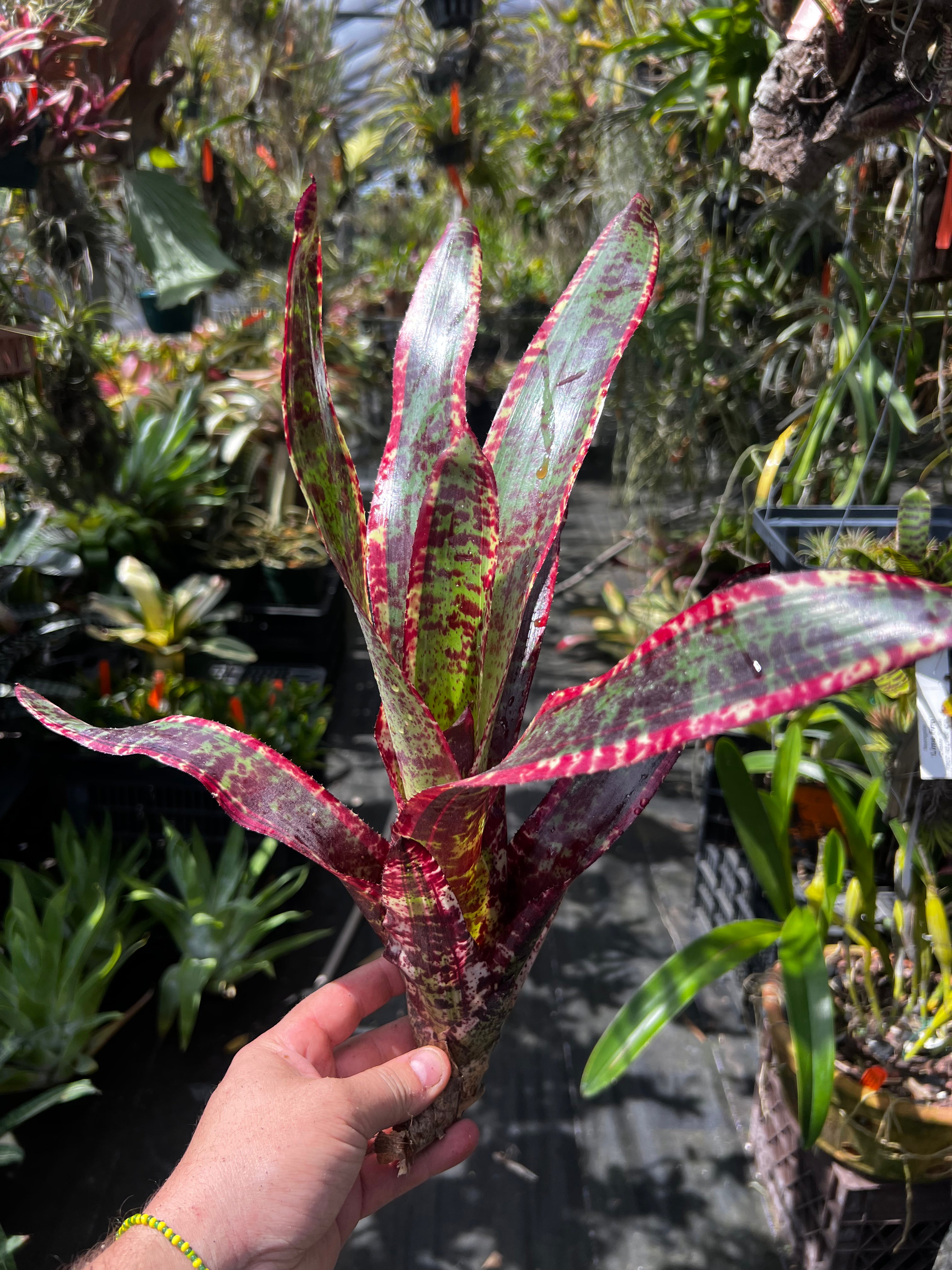 Neoregelia Storm Front "Skotak"
