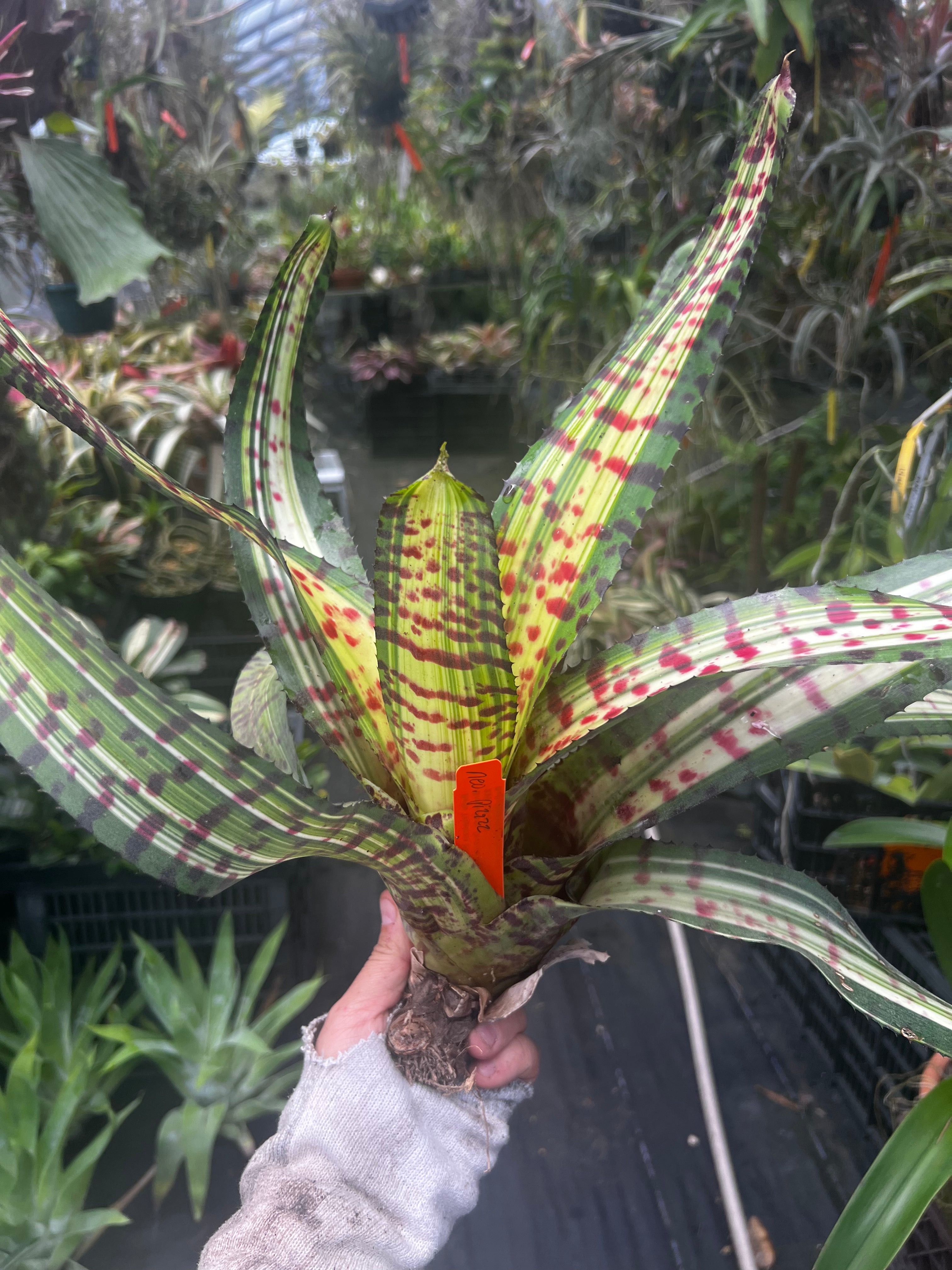 Neoregelia Pizazz “Skotak”