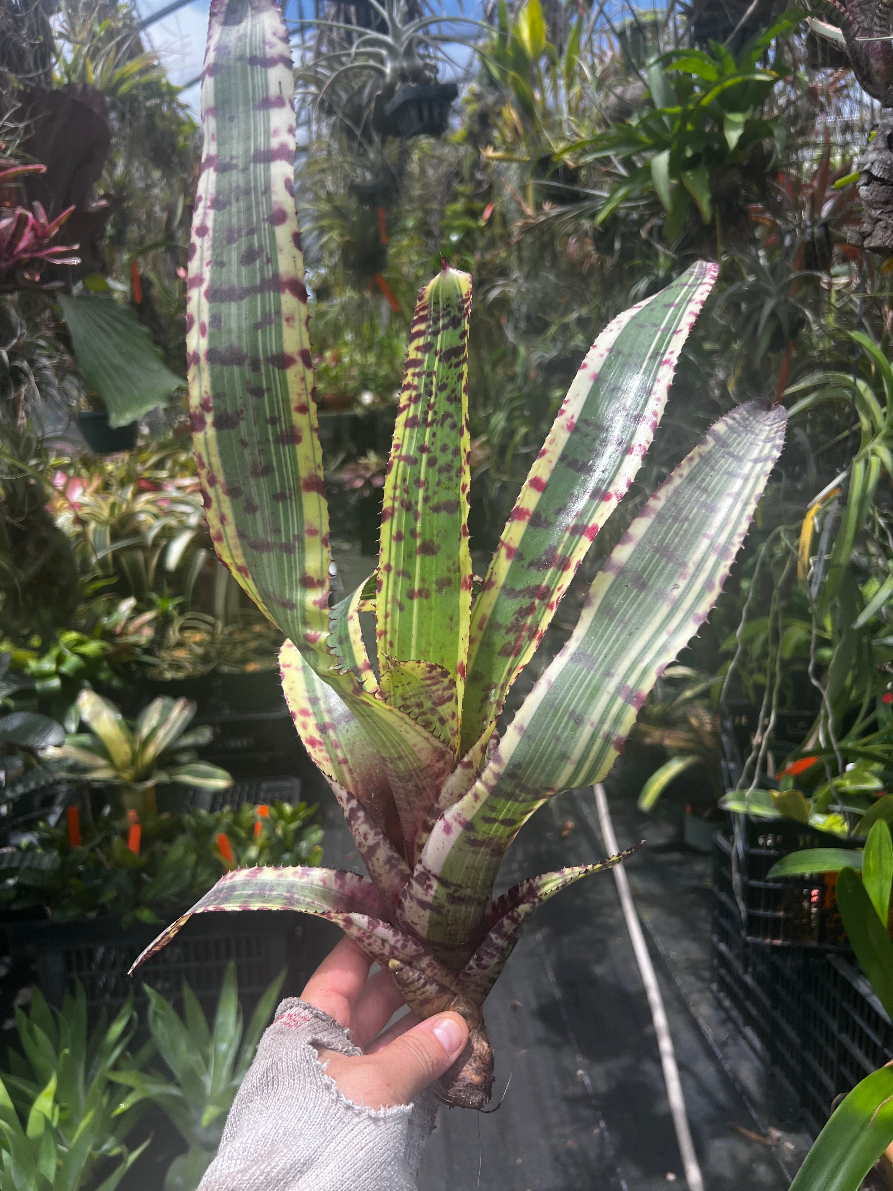 Neoregelia Zenith “Skotak”
